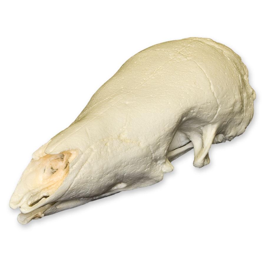 Replica Giant Pangolin Skull - Lifelike Animal Skull Model for Home Decor, Educational Display, and Halloween Props | Perfect for Science Classrooms, Gothic Decor, and Natural History Collections