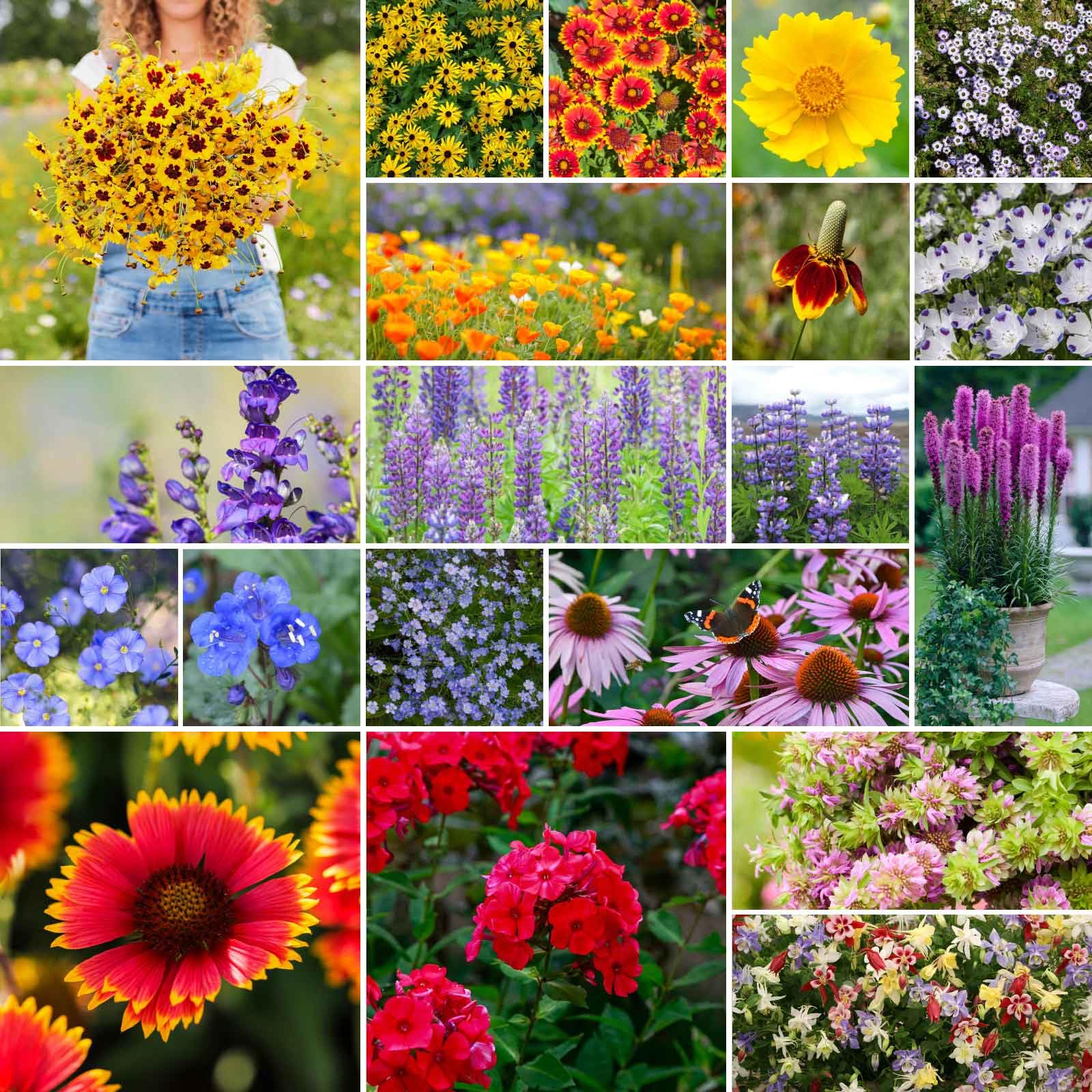 Eden Brothers North American Native Wildflower Seeds Mix - 5 lb (2,400,000+ Seeds) with Bird's Eyes & Lupine - Attracts Pollinators, Bees & Butterflies - Perfect for Spring or Fall Planting in USDA Zones 3-10 - Ideal for Gardens, Meadows & Landscaping
