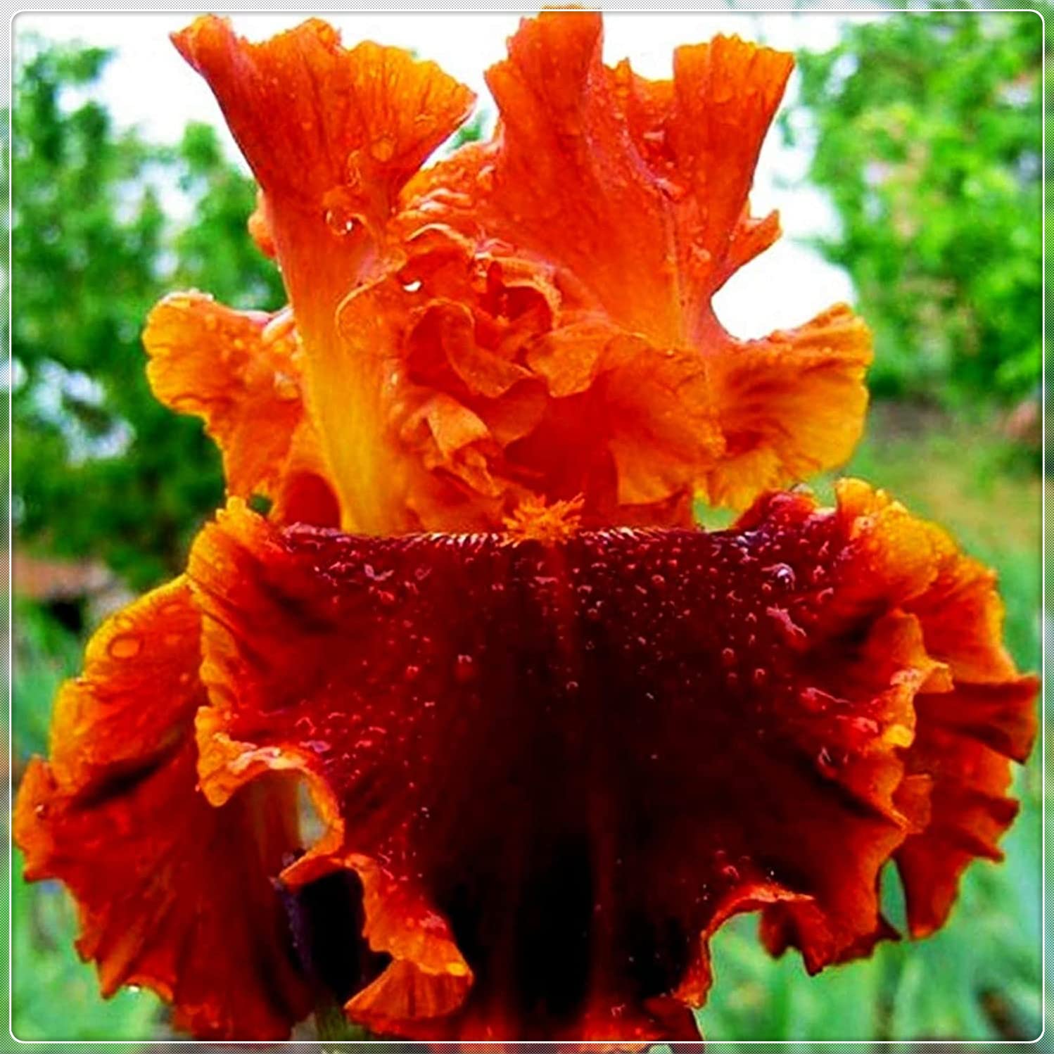 20PCS Bulk Bearded Iris Tubers - Perennial Flower Plants for Pots, Gardens & Landscaping - Easy to Grow & Maintain for Home Gardeners & Landscapers