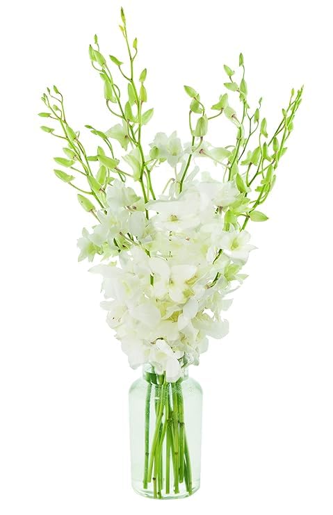 White Orchid
