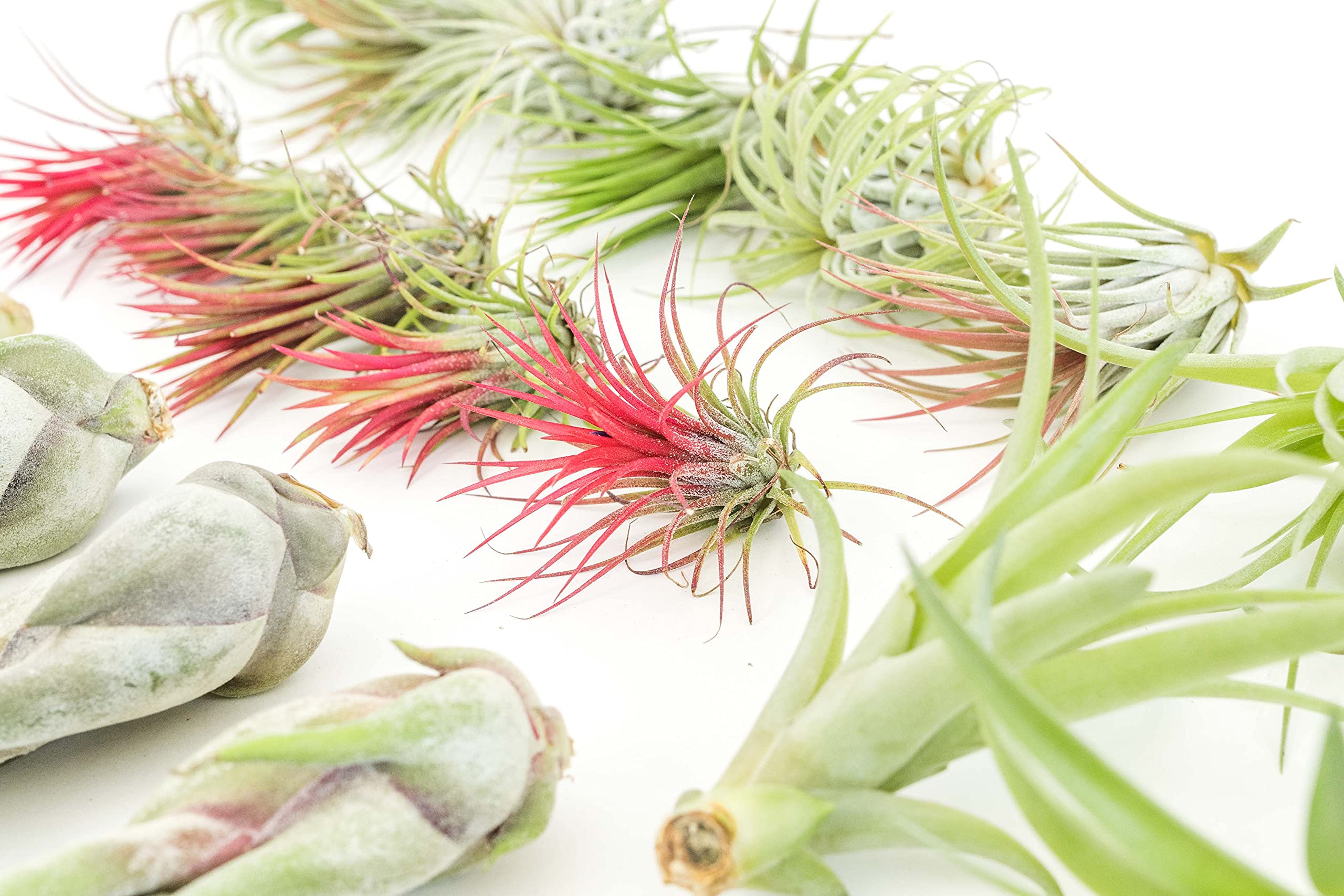 48 Live Tillandsia Air Plant Variety Pack - Easy Care Succulent House Plants for Home & Garden Decor - Bulk Wholesale Indoor Outdoor Plants for Terrariums, Office Desks & Wedding Centerpieces