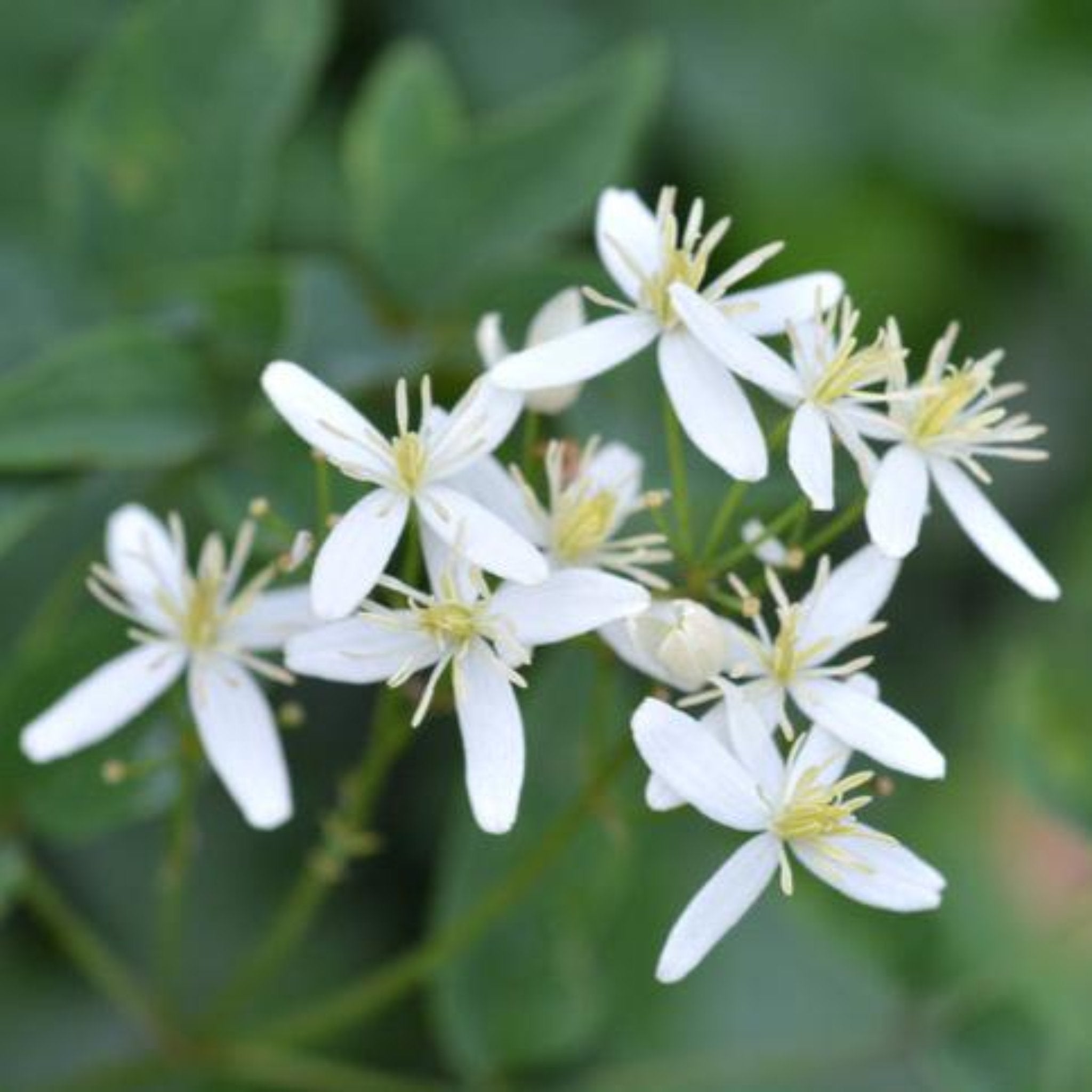 Armandii Snowdrift Clematis - Fragrant Evergreen Vine with White Flowers for Garden Trellis, Fence & Pergola Covering | Perfect for Outdoor Landscaping & Vertical Gardening