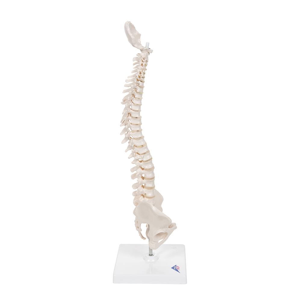 Flexible Mini Spinal Column Model on Base - Anatomical Spine Display for Medical Education & Chiropractic Training - Perfect for Classrooms, Offices & Therapy Clinics
