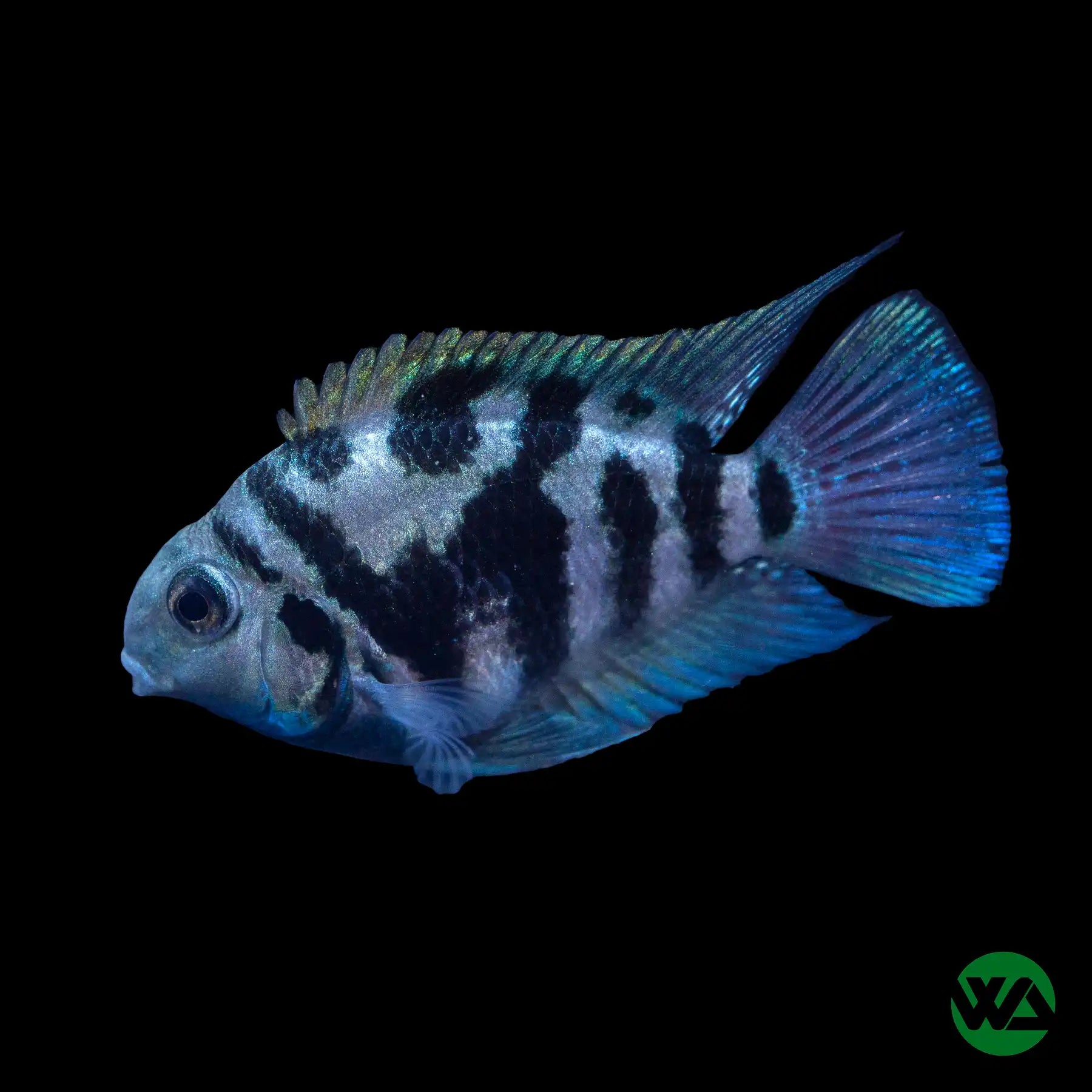 Polar Blue Parrot Cichlid Fish - Live Freshwater Aquarium Fish for Tropical Tanks | Perfect for Home Aquariums & Fish Tanks