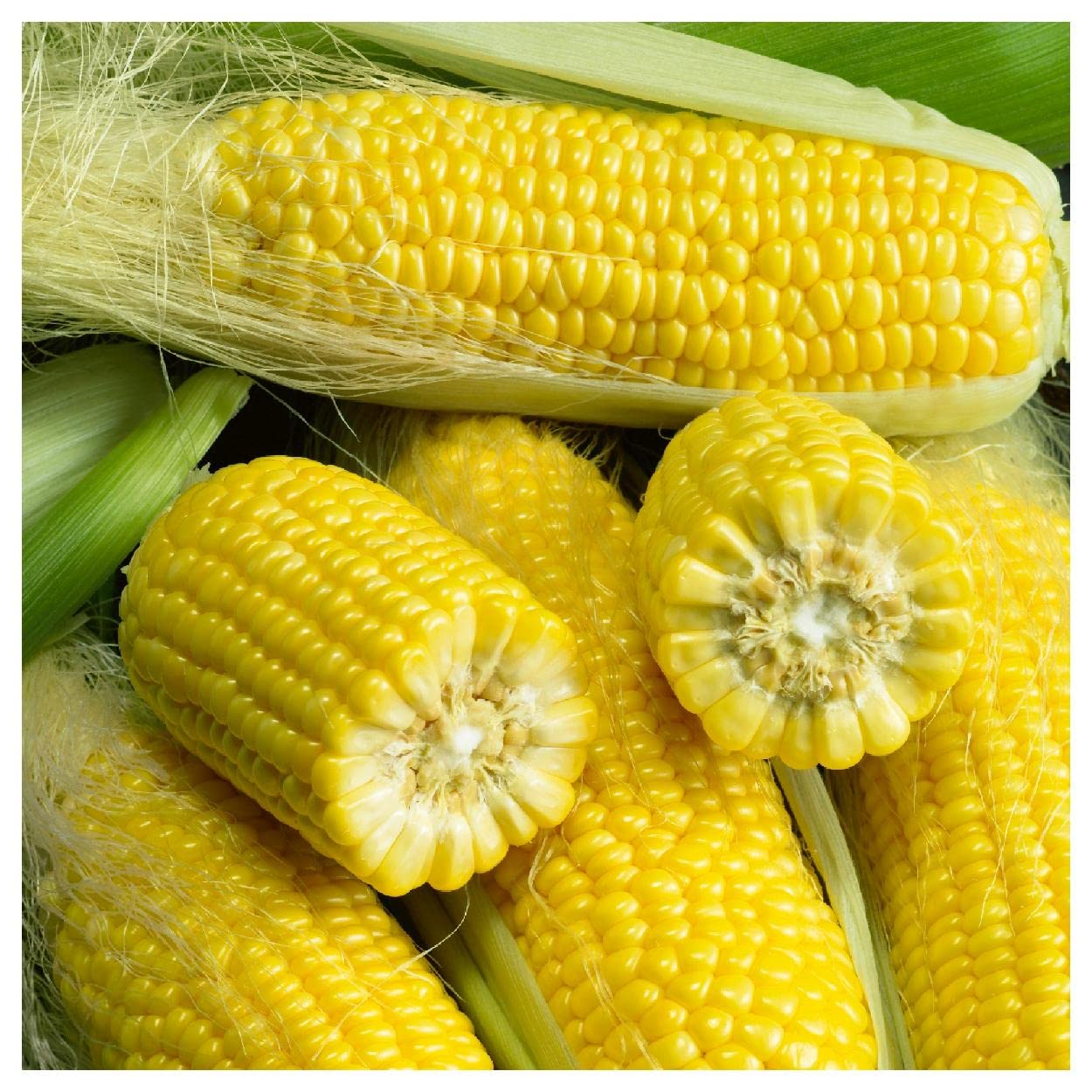 Everwilde Farms - 100 Golden Bantam Open Pollinated Corn Seeds - Non-GMO Heirloom Variety - Gold Vault Jumbo Seed Packet for Home Gardening & Sustainable Farming
