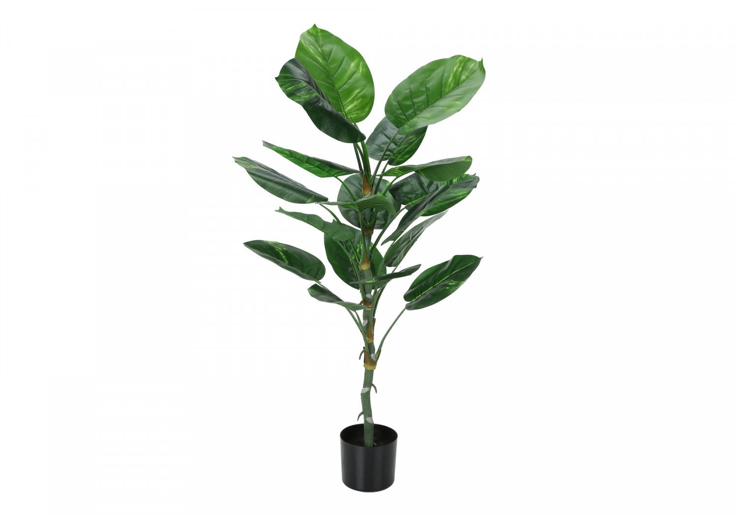 54 Inch Dieffenbachia Plant with 6 Inch Black Pot - Large Tropical Houseplant for Home, Office & Indoor Decor