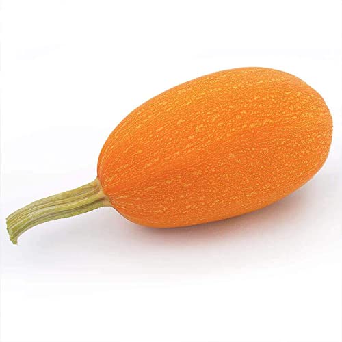 Orangetti