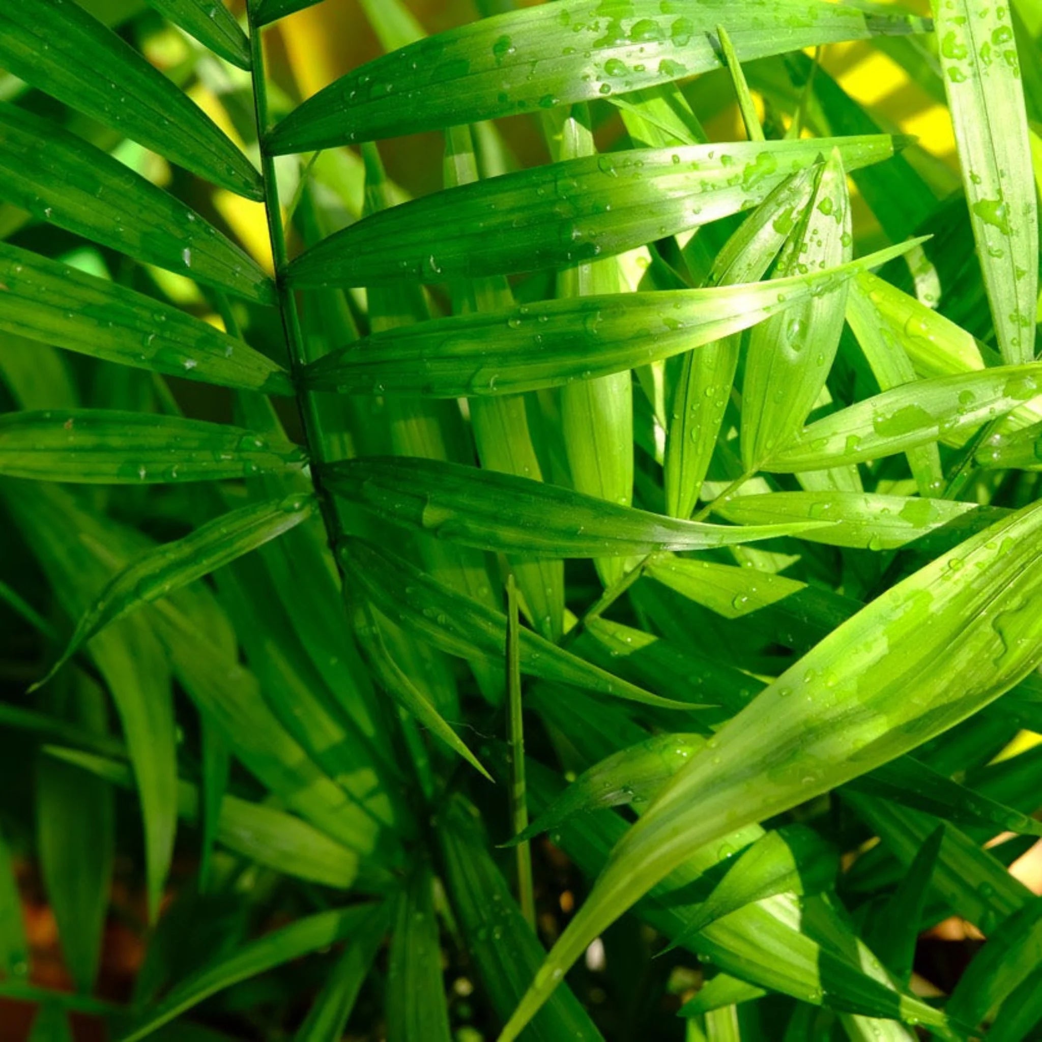 Hawaiian Kentia Palm - Indoor Tropical Houseplant for Home & Office Decor | Easy Care, Air Purifying Plant for Living Room, Bedroom, or Workspace