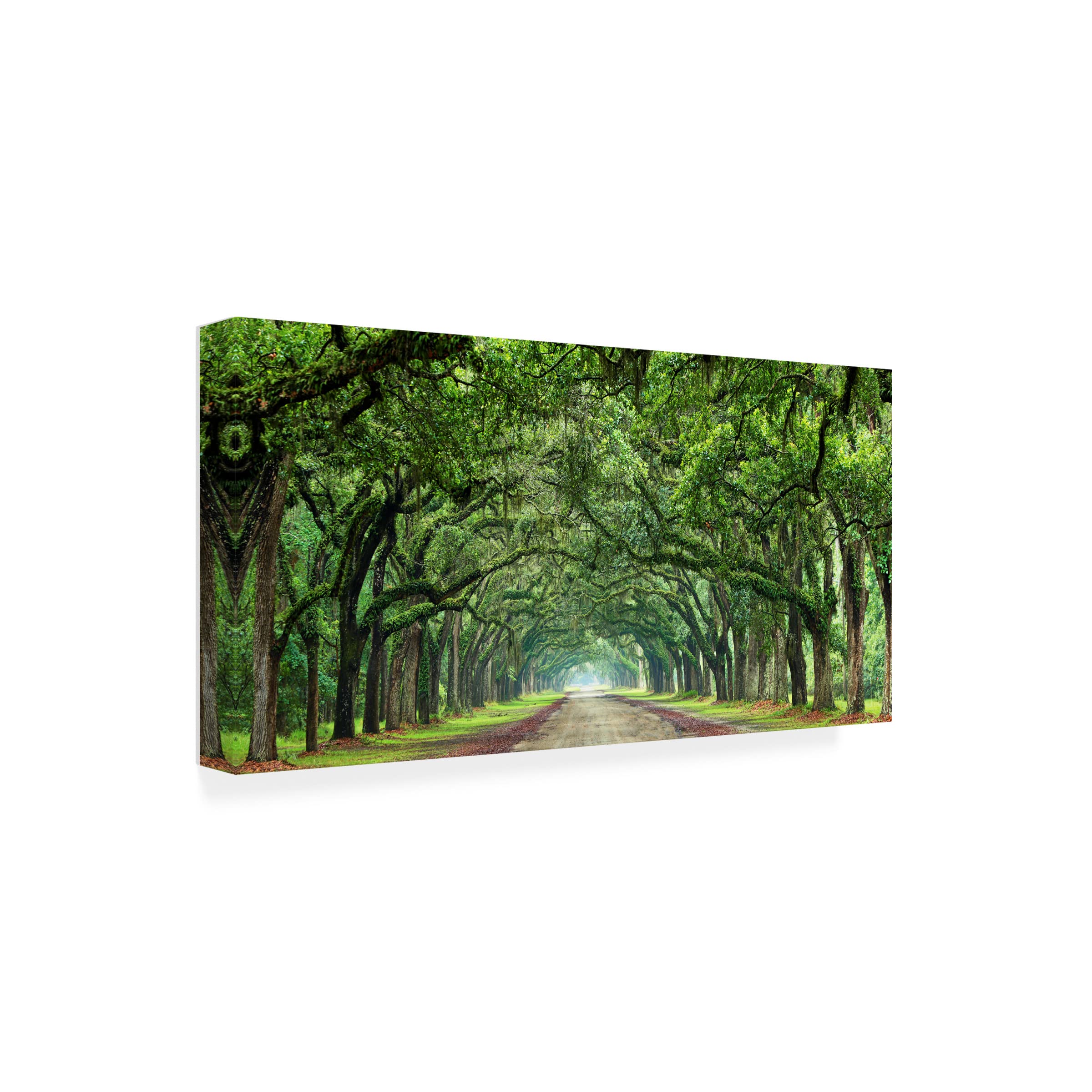 James McLoughlin 'Canopy Road Panorama VI' Canvas Wall Art Print - 24x47 Inches - Nature Landscape Painting for Living Room, Bedroom & Office Decor