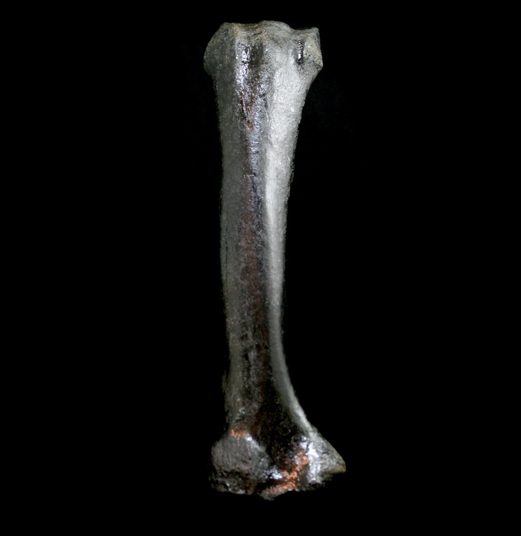 Authentic Fossilized Bison Radius Bone Specimen - Genuine Ice Age Relic for Collectors, Paleontology Study & Home Decor Display