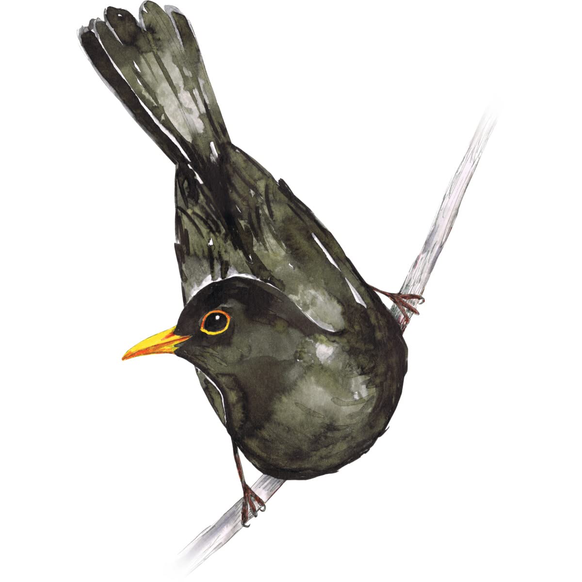 Design By Humans Junior's Blackbird Watercolor by Bwiselizzy Graphic T-Shirt - Soft Cotton Tee for Teens - Perfect for Casual Wear, School & Art Lovers