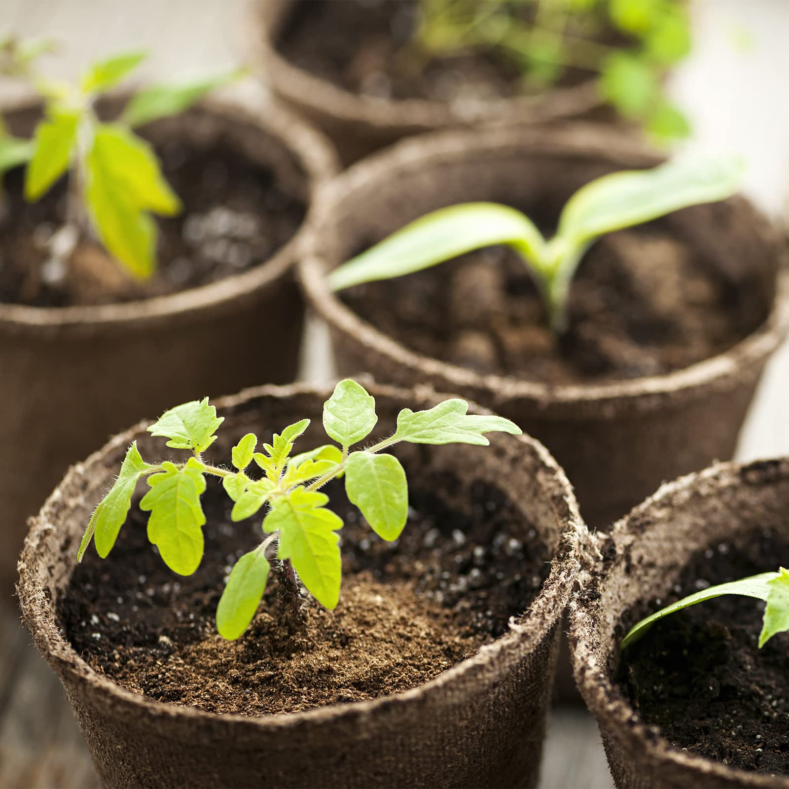 Organic Peat Moss for Plants - Soil Amendment & Carnivorous Plant Media (1qt) - Perfect for Gardening & Root Enrichment