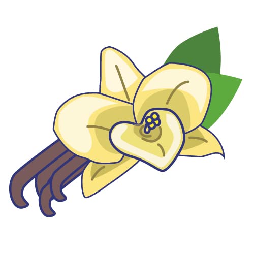 Vanilla Orchid