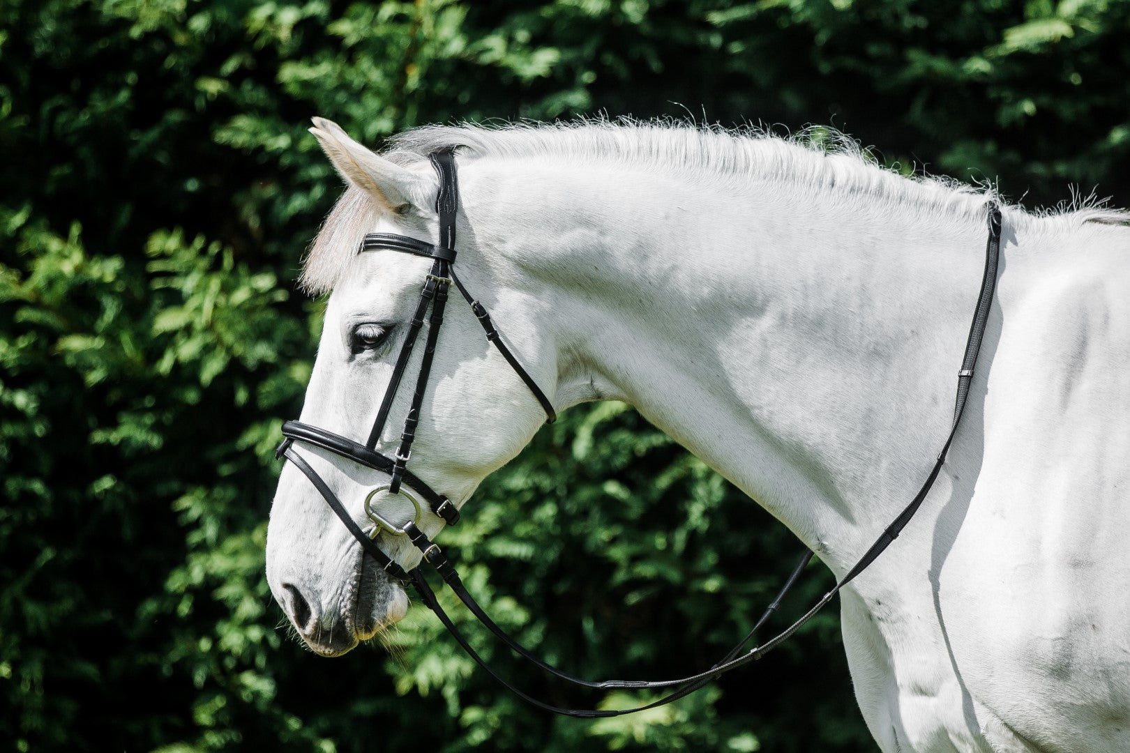 Cavallino Anatomical Raised Padded Bridle for Horses - Comfortable Equestrian Headgear for Training & Show Jumping | Premium Leather Horse Riding Equipment for Dressage & Trail Riding
