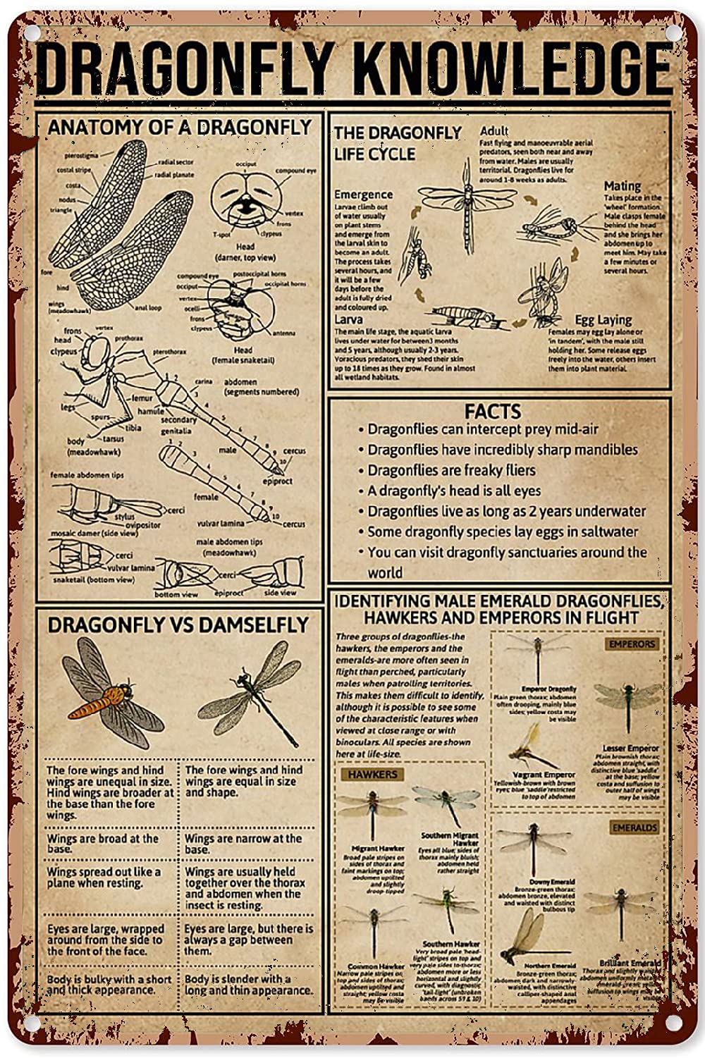 Dragonfly Knowledge Vertical Poster - 16x12 Inch Metal Sign for Classroom Decor, Party Decorations & Educational Displays | Perfect for Science Classrooms, Nature Themed Parties & Home Schooling