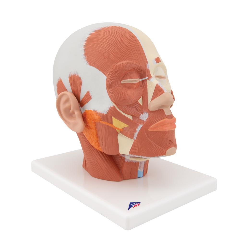 Human Head and Neck Musculature Anatomy Model - Detailed Medical Study Tool for Students & Professionals | Perfect for Classroom, Lab & Healthcare Training