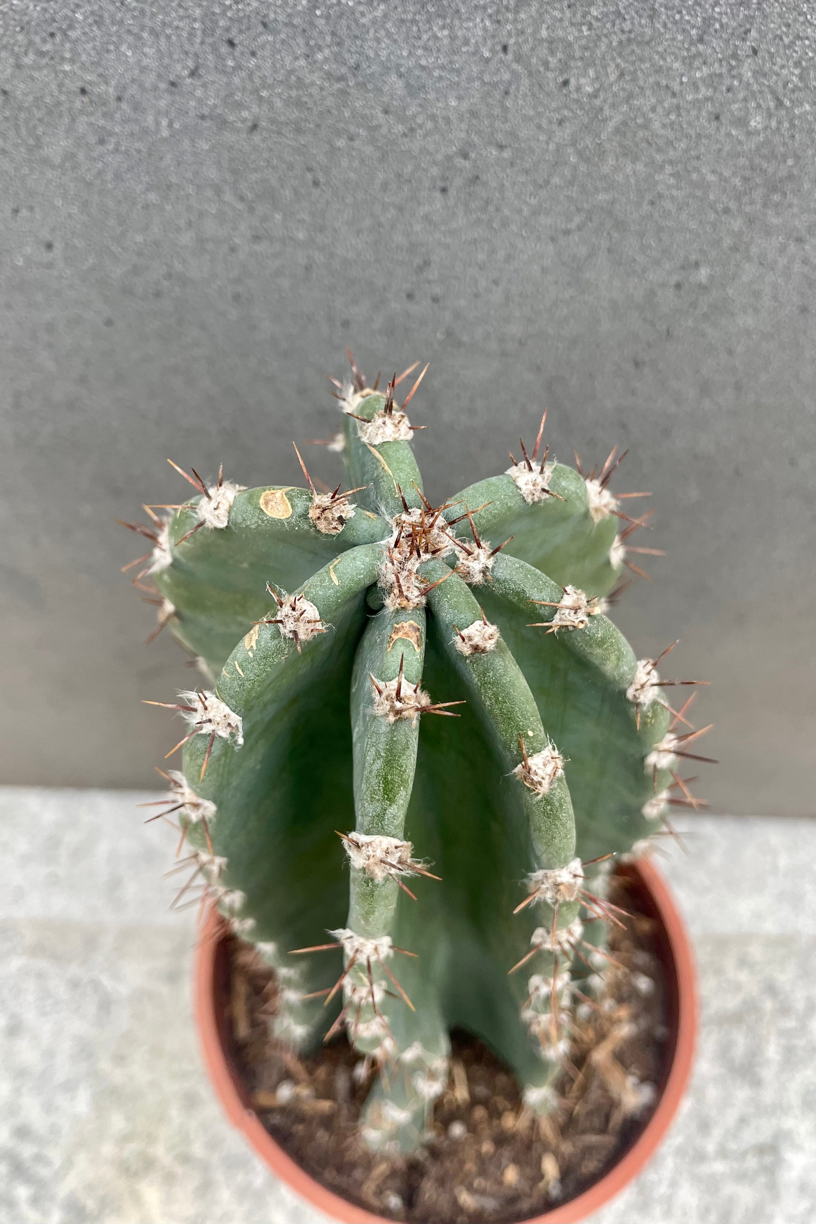 Buy Cereus Peruvianus Cactus - 8 Inch Potted Plant for Home & Office Decor, Indoor Gardening, and Succulent Lovers