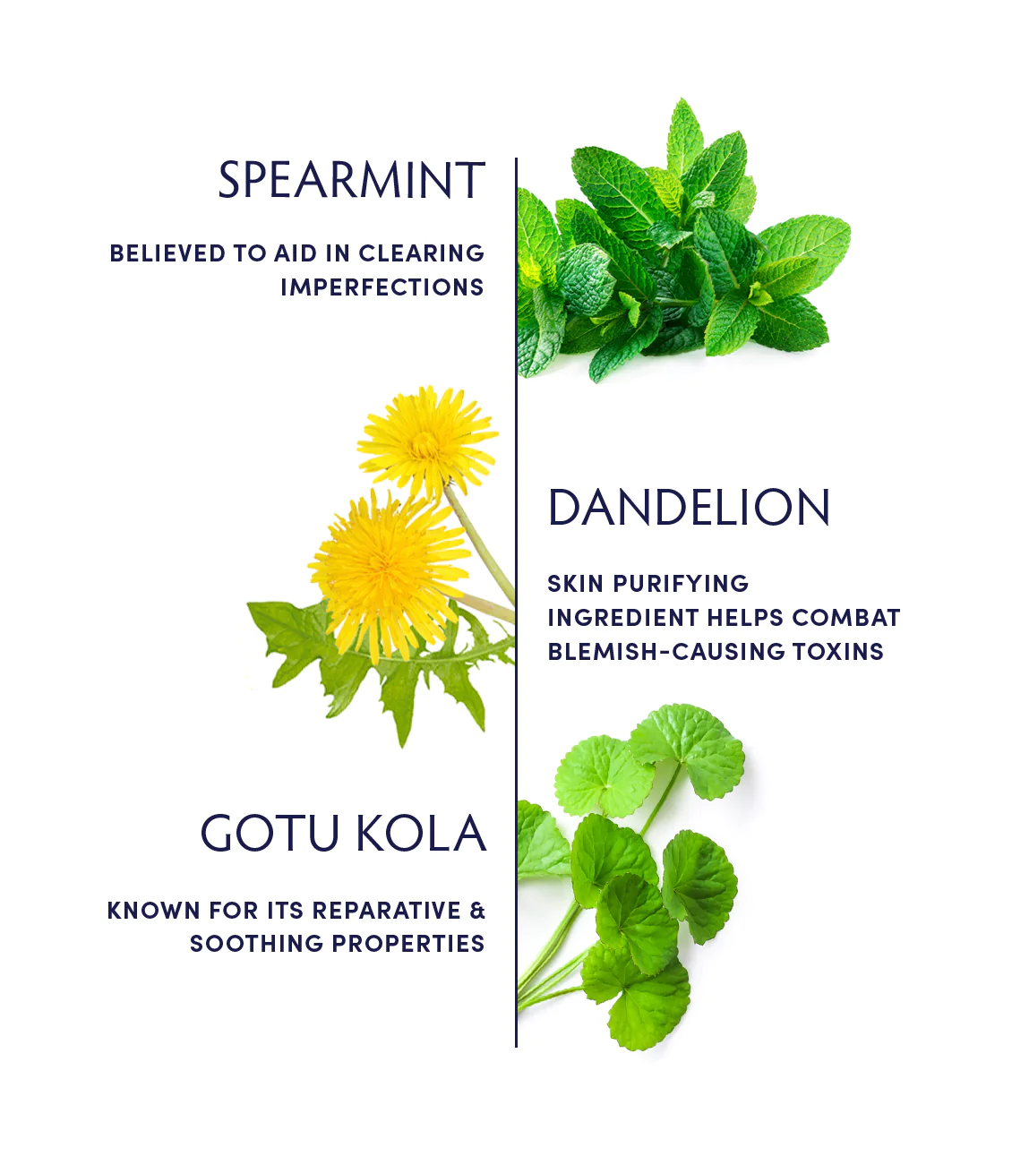 Naturopathica Spearmint & Gotu Kola Clarifying Herbal Tea for Detox & Skin Health | Organic Herbal Remedy for Acne & Digestion | Perfect for Morning Rituals & Stress Relief