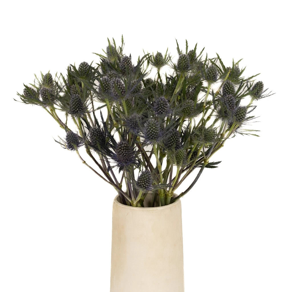Blue Thistle Flower - Natural Dried Floral Decor for Home, Wedding, and DIY Crafts | Perfect for Bouquets, Centerpieces, and Rustic Decorations