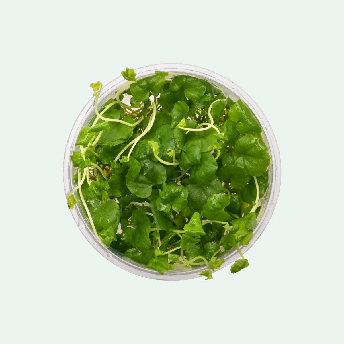 Cardamine Lyrata Aquatic Plant for Freshwater Aquariums - Perfect for Fish Tanks, Aquascaping & Natural Aquatic Decor