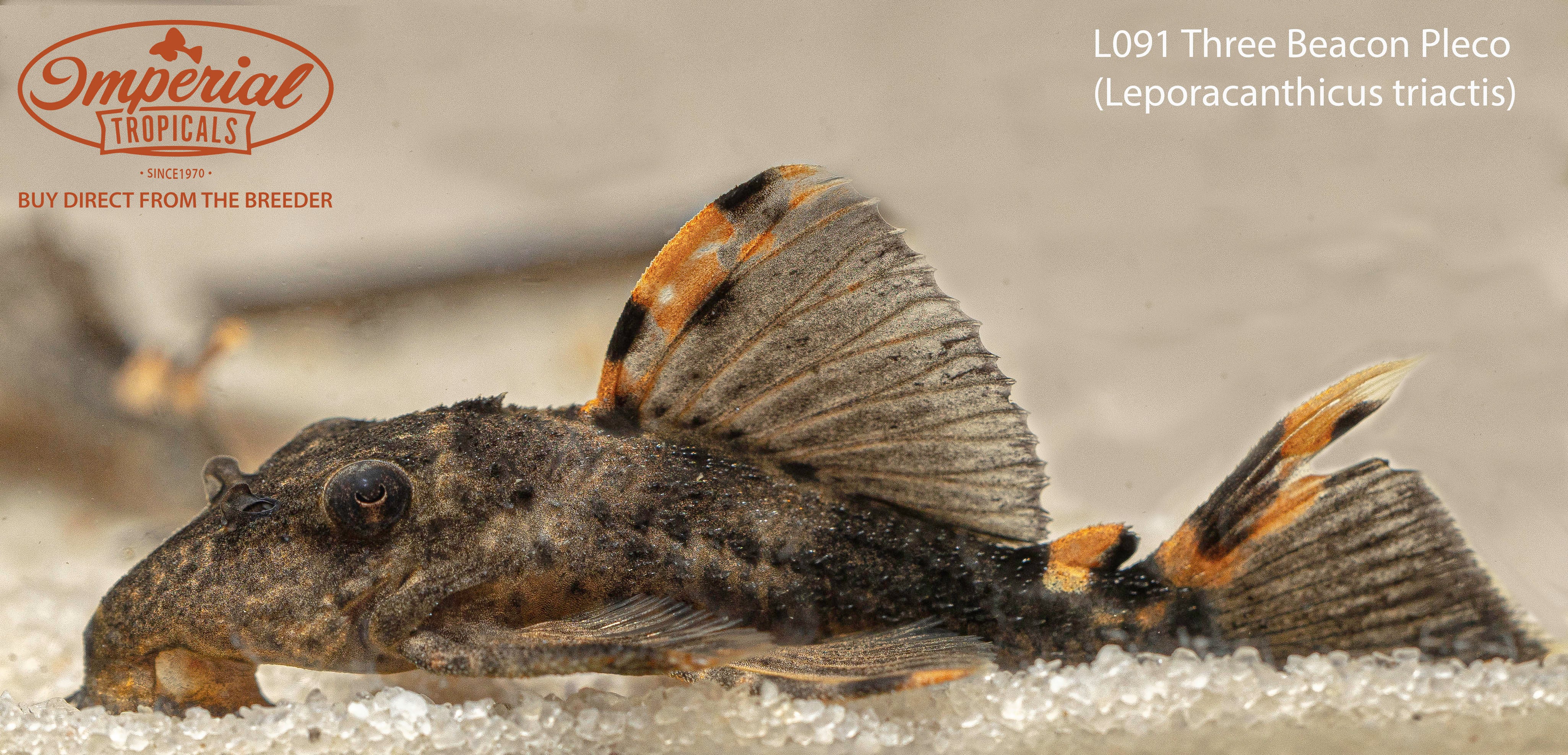 Premium L091 Three Beacon Pleco Fish - Live Tropical Aquarium Fish for Freshwater Tanks - Perfect for Community Aquariums & Fish Tank Decoration