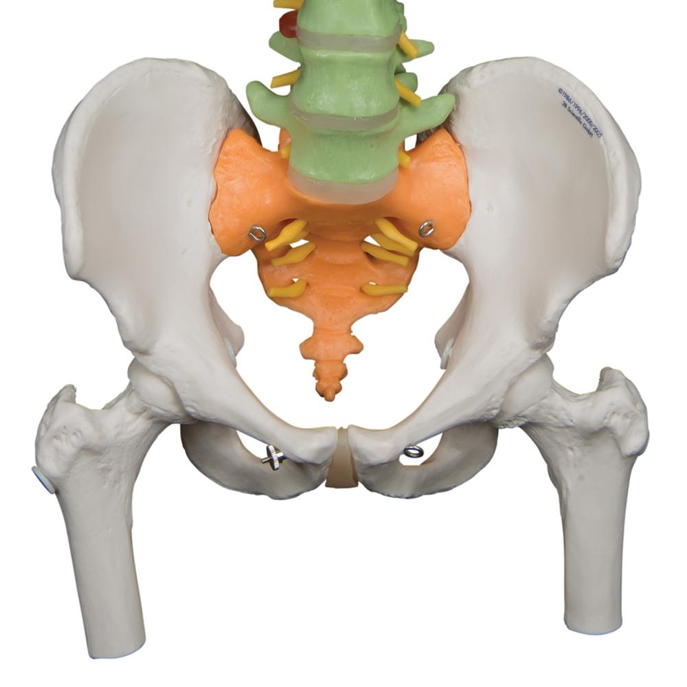 Didactic Flexible Spine Model with Femur Heads - Anatomical Teaching Tool for Medical Students & Chiropractors - Perfect for Classroom, Lab & Clinical Training