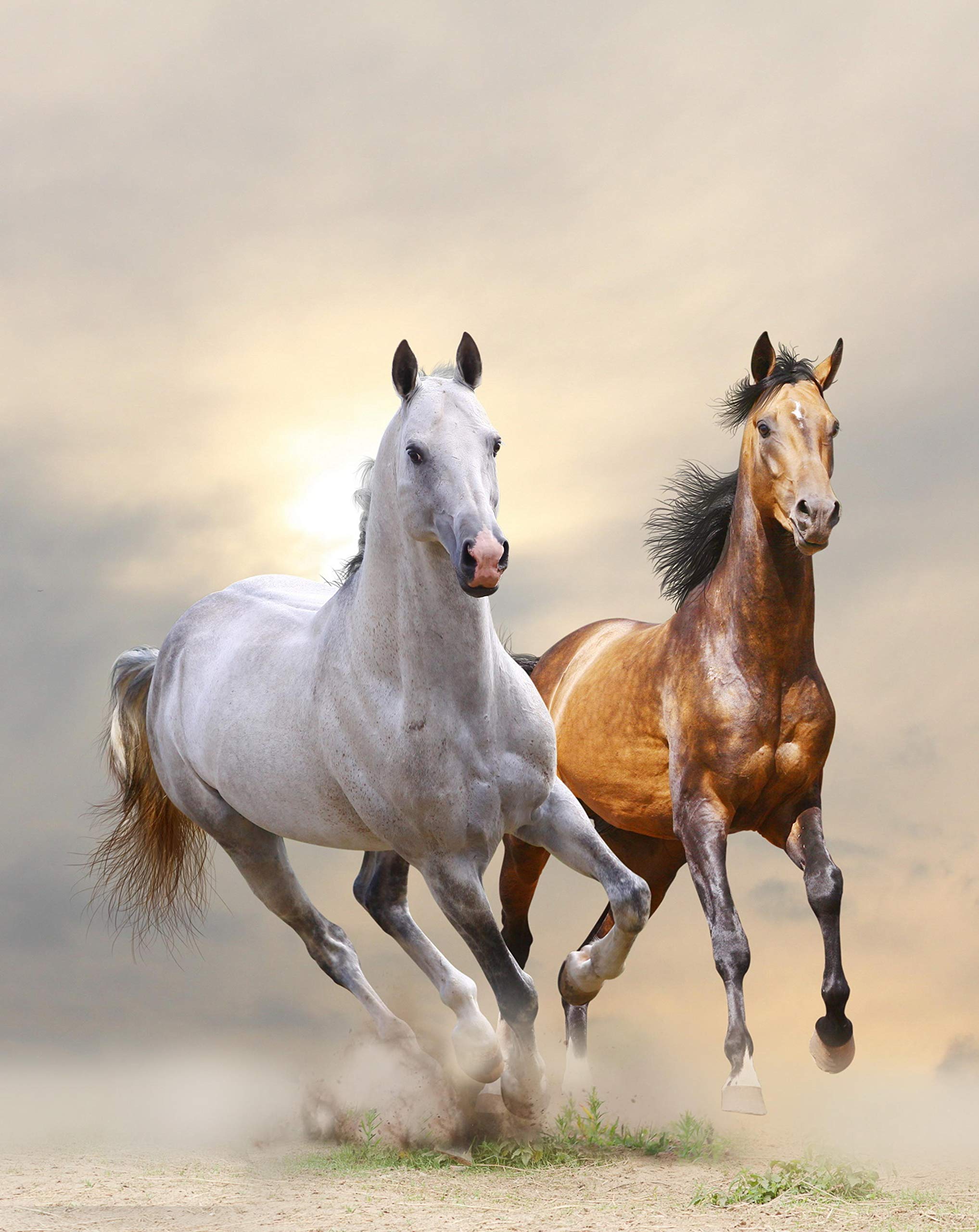 Cortesi Home Wild & Free 24