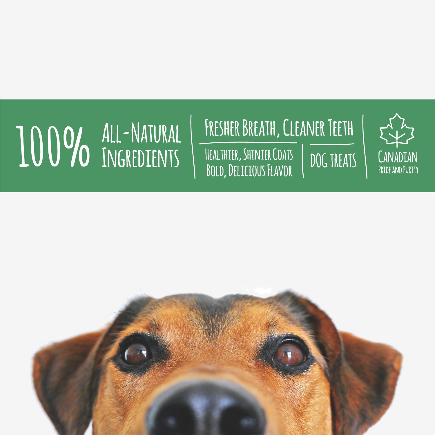Norpur All-Natural Pig Ears Dog Treats - 10 Count | Canadian Made, Slow-Roasted & Oven-Baked | Promotes Healthy Skin & Shiny Coat | Helps Clean Teeth & Freshen Breath | Perfect for Training Rewards and Dental Care