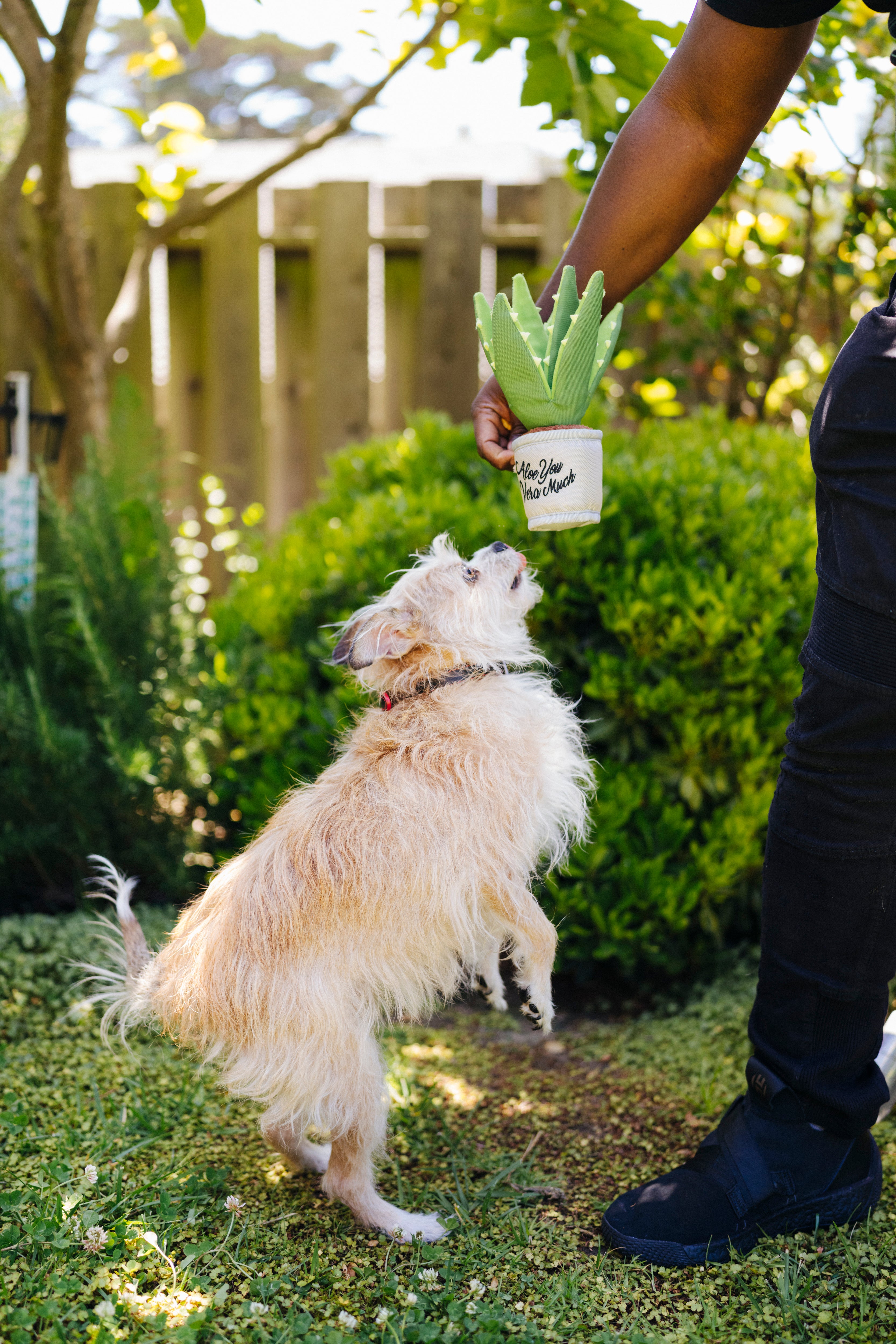 La Planta Aloe ve You Dog Plush Toy - Blooming Buddies™ Chew-Resistant Squeaky Stuffed Animal for Puppies & Dogs | Pet P.L.A.Y. | Perfect for Indoor Play, Training Rewards & Anxiety Relief