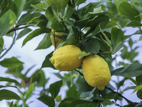 Meyer Lemon Dwarf Fruit Tree - Sweet Juicy Lemons, Indoor/Outdoor Potted Plant - Perfect for Home Gardens, Patios & Gifts (Excludes TX, LA, AZ, AL, CA)