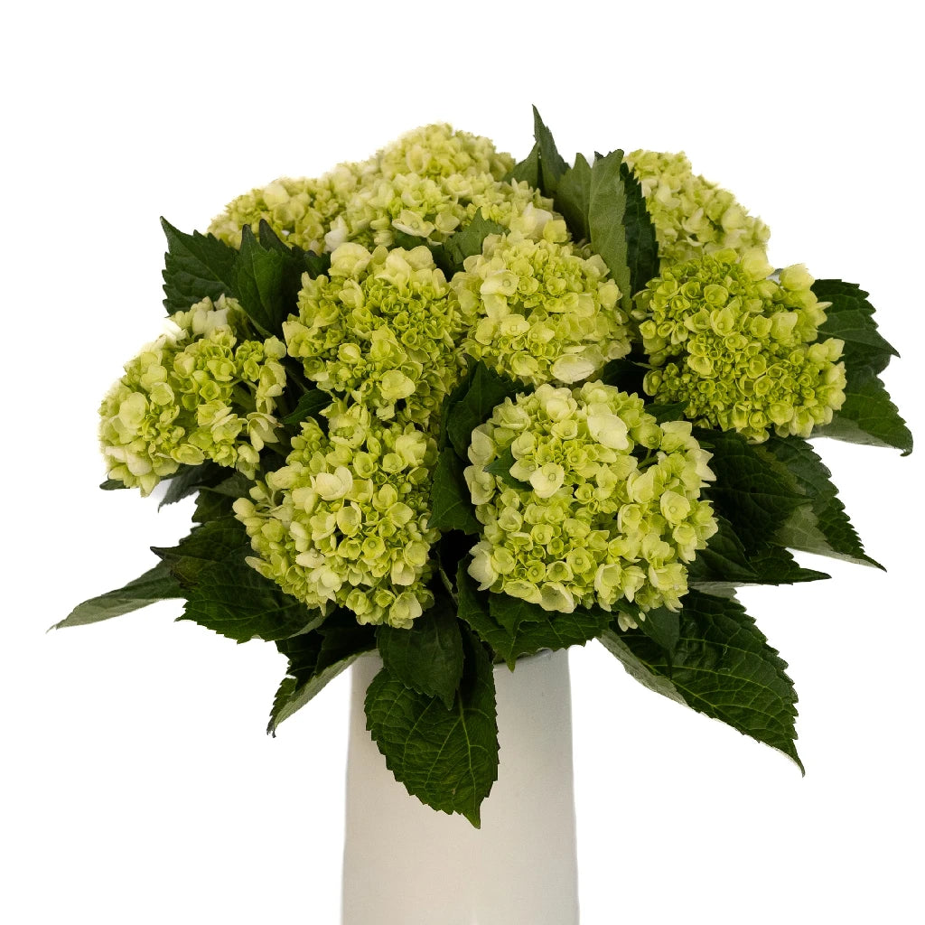 Hulk Green Hydrangea Flower Seeds - Baby Plant Starter Kit for Home Garden, Wedding Decor & DIY Floral Arrangements