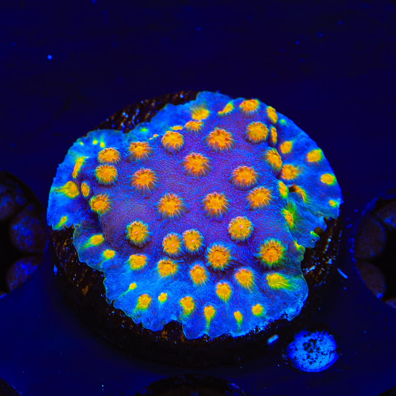 CB Monet Madness Cyphastrea Coral - Vibrant Saltwater Coral for Reef Aquariums | Perfect for Nano Tanks & Coral Frag Racks | Enhance Your Marine Aquascape