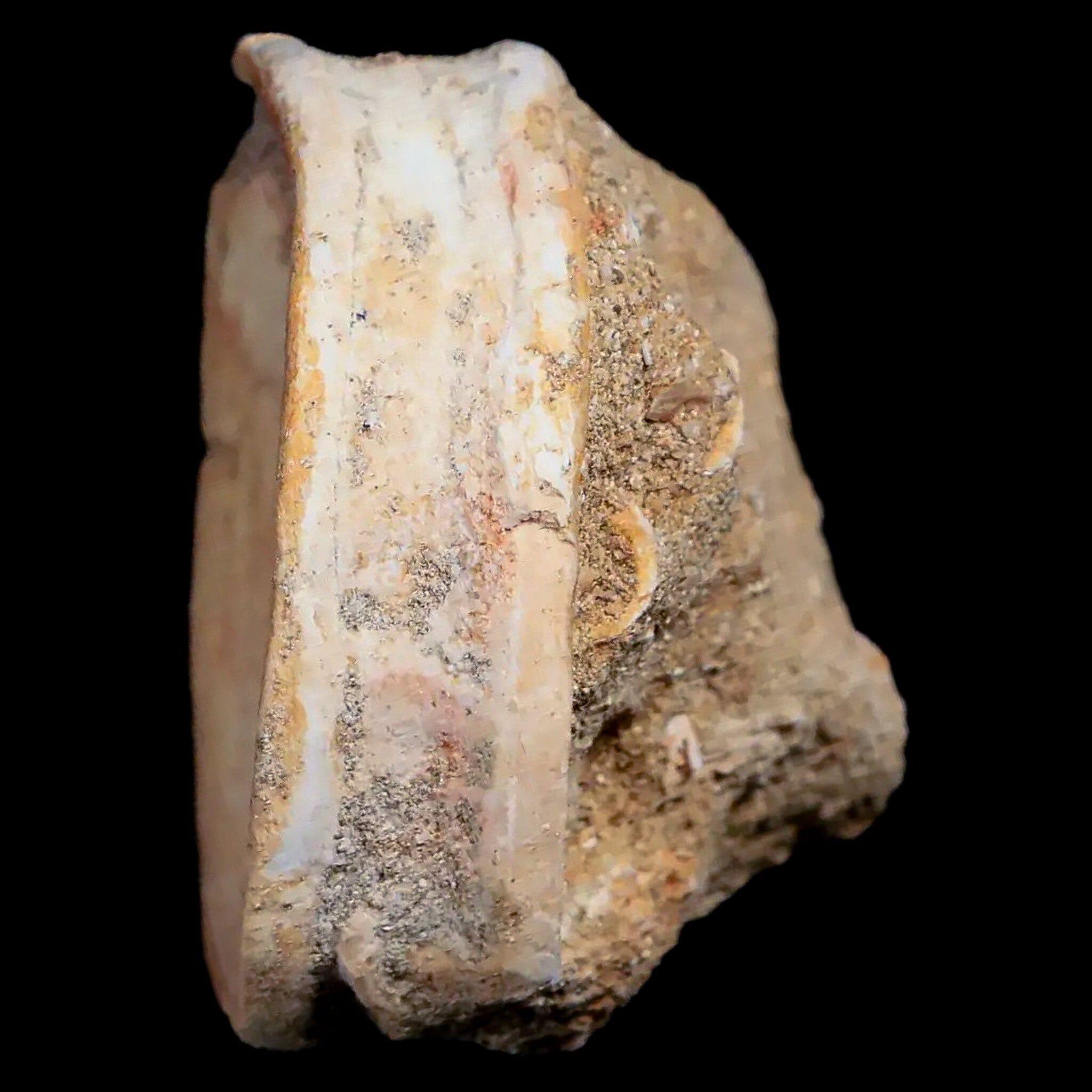 Authentic 57MM Otodus Obliquus Shark Vertebrae Fossil in Matrix - Rare Morocco Fossil with COA - Perfect for Paleontology Collections & Fossil Displays