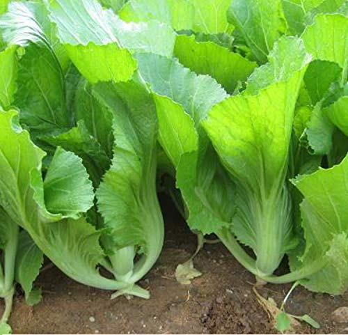 100+ Non-GMO Chinese Mustard Cabbage Seeds (GAI Choi) - Green Leaf Vegetable for Home Gardening, Asian Cooking & Organic Farming