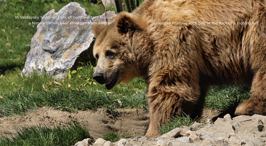 Brown Bears Book - ISBN 9781608184156 - Perfect for Kids' Wildlife Education & Nature Lovers