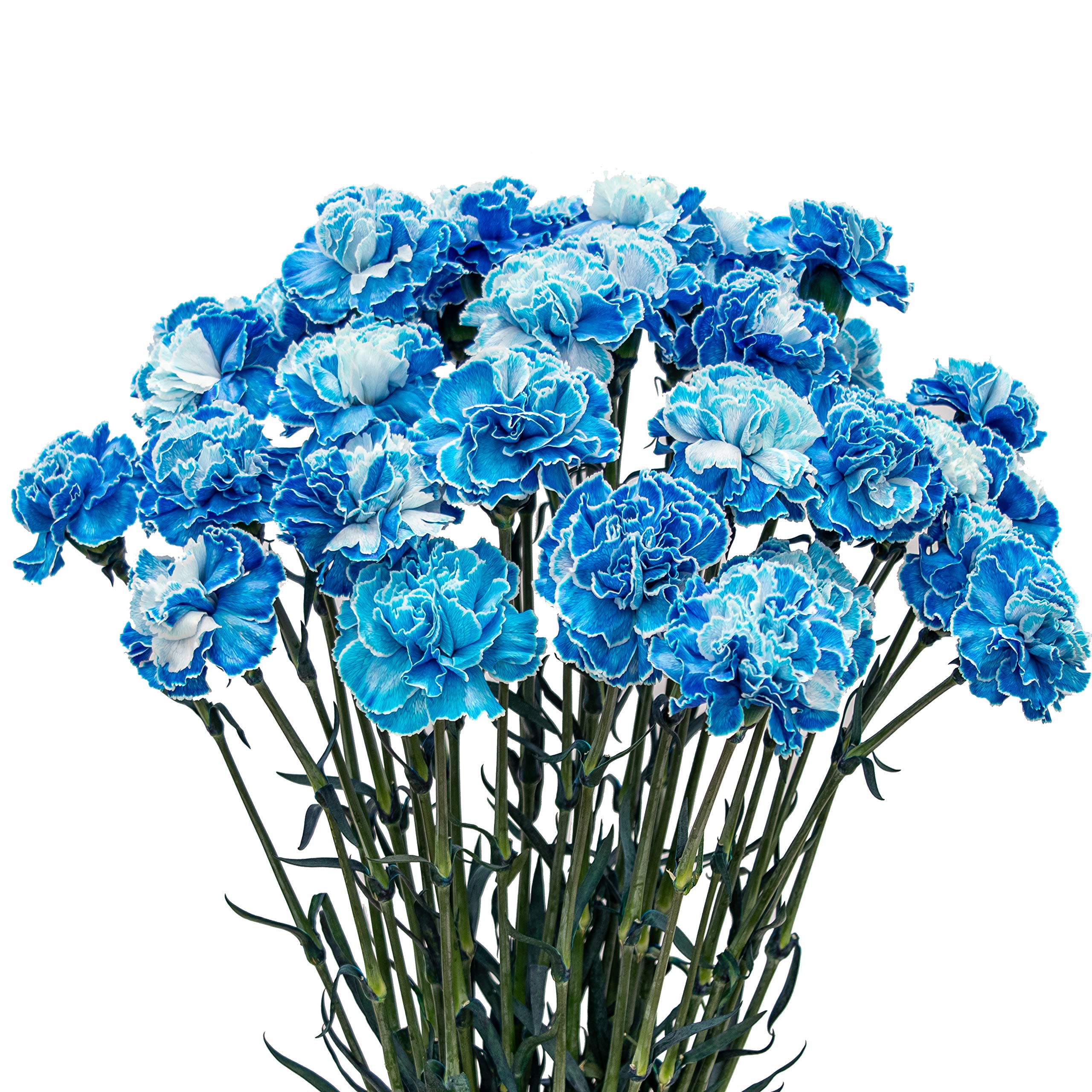 Premium 200 Blue Tinted Carnations - Fresh Cut Flowers for Weddings, Events & Home Decor | FlowerPrime Natural Blooms