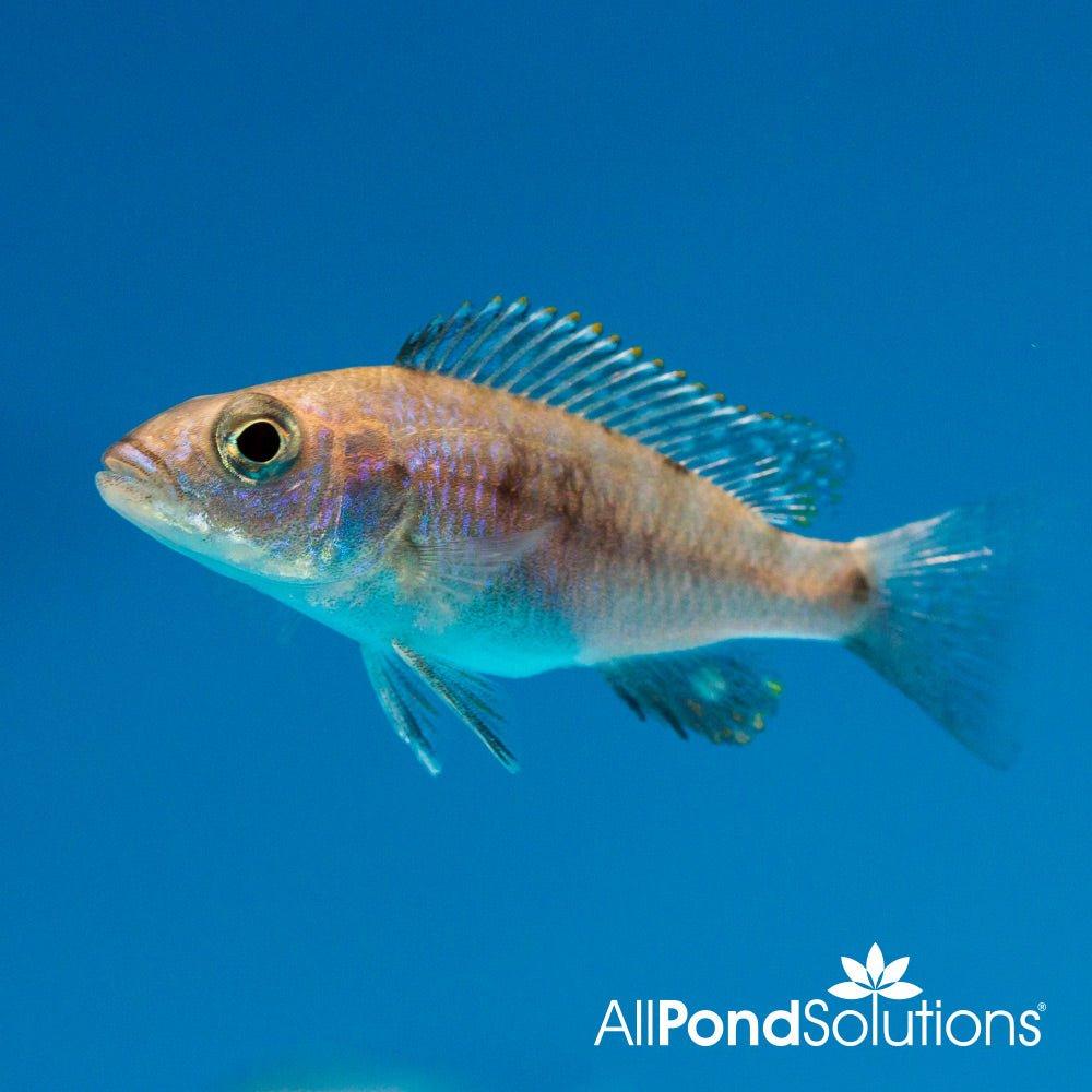 Electric Blue Haplochromis Cichlid - Stunning Aquarium Fish for Freshwater Tanks | Perfect for Home & Office Aquariums, Fish Tanks, and Aquatic Displays