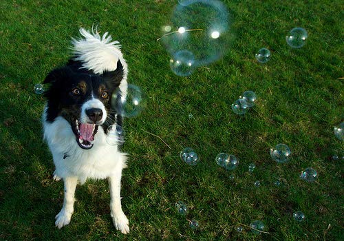 20 Pack of 8oz Bacon-Scented Bubble Bottles - 100% Non-Toxic & Safe for Kids | Perfect for Birthday Parties, Outdoor Play & Sensory Activities