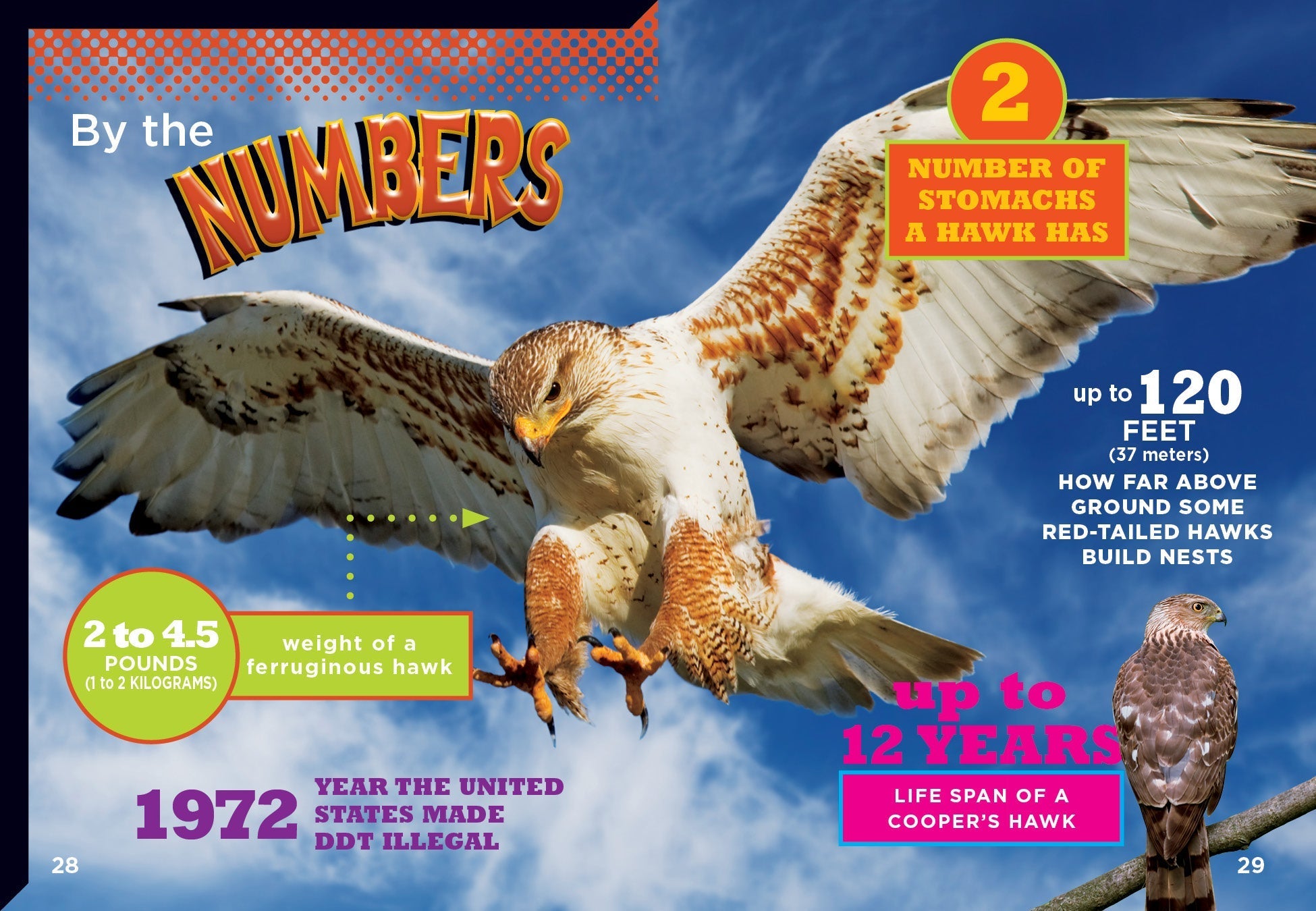 Hawks Book 9781623105549 - Wildlife & Nature Guide for Bird Watching & Outdoor Enthusiasts