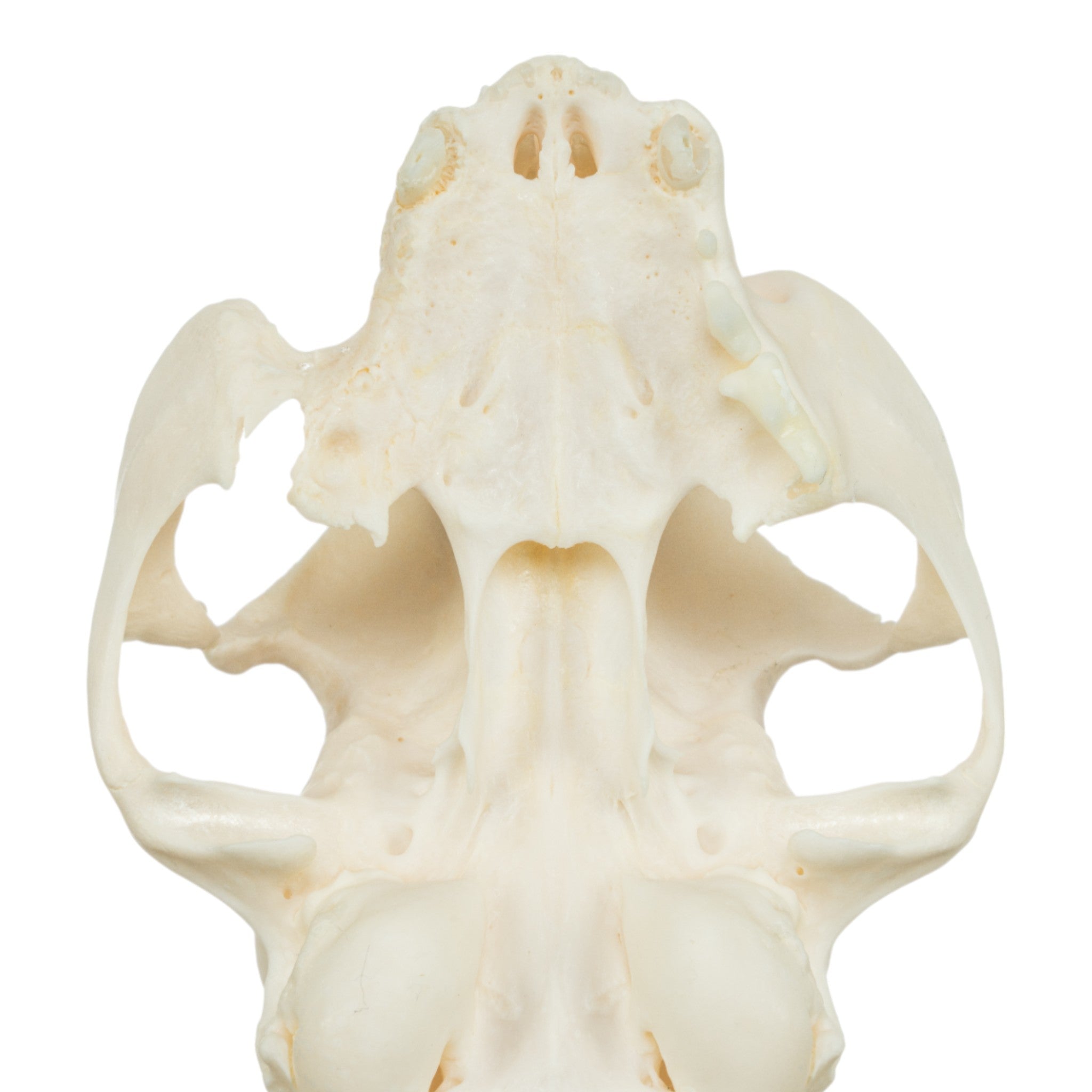 Authentic Domestic Cat Skull Specimen - Veterinary Pathology Study, Animal Anatomy Display & Halloween Decor
