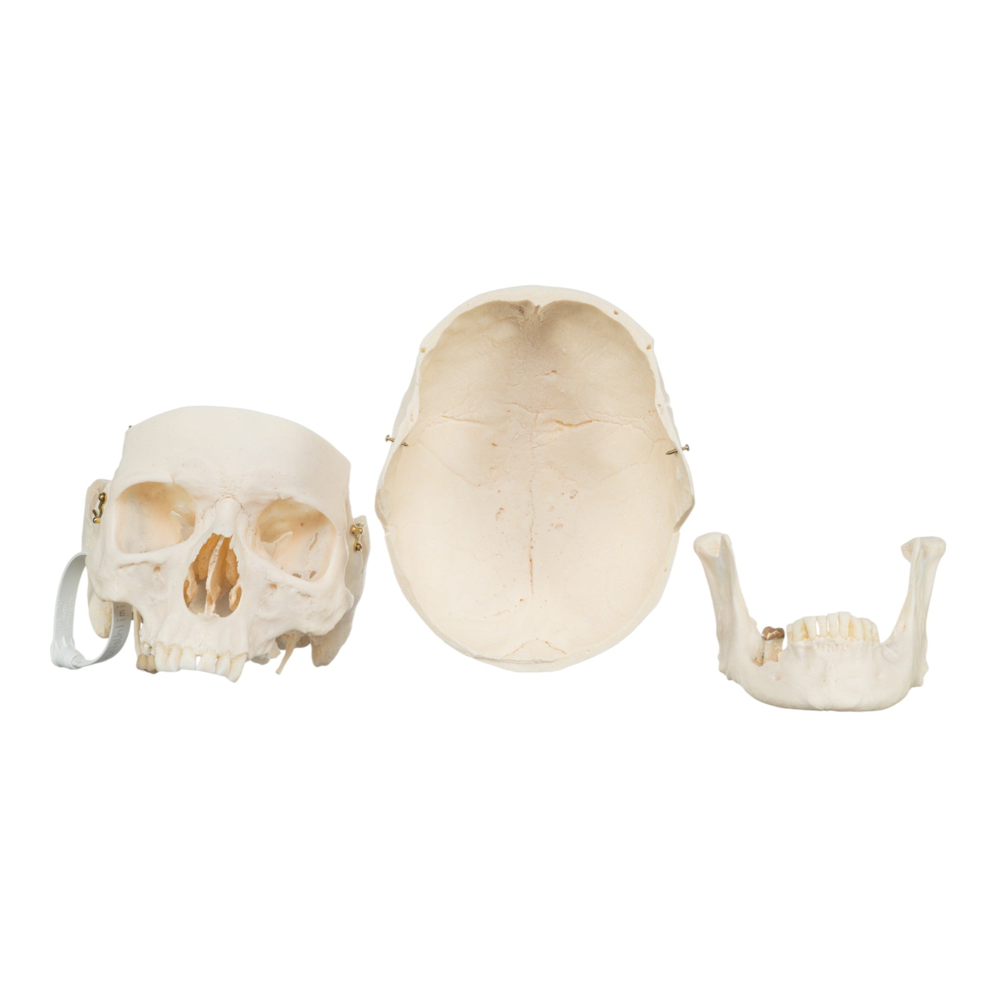 Premium Human Skull Model for Medical Research & Anatomy Study - Perfect for Medical Training, Classroom Education & Halloween Decor