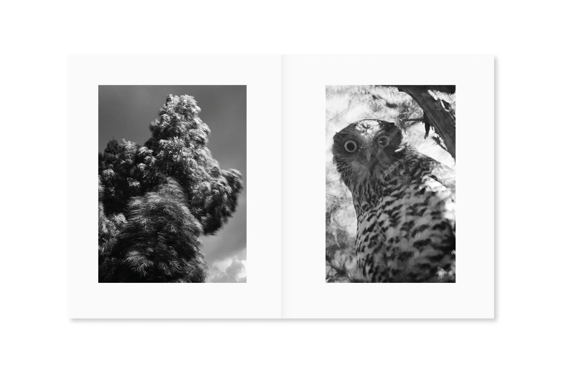 Between the Skin and Sea - Stunning Photography Book by Katrin Koenning | Perfect for Art Lovers, Coffee Table Decor & Photography Inspiration