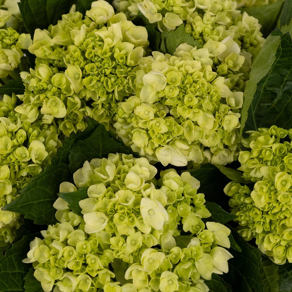 Hulk Green Hydrangea Flower Seeds - Baby Plant Starter Kit for Home Garden, Wedding Decor & DIY Floral Arrangements