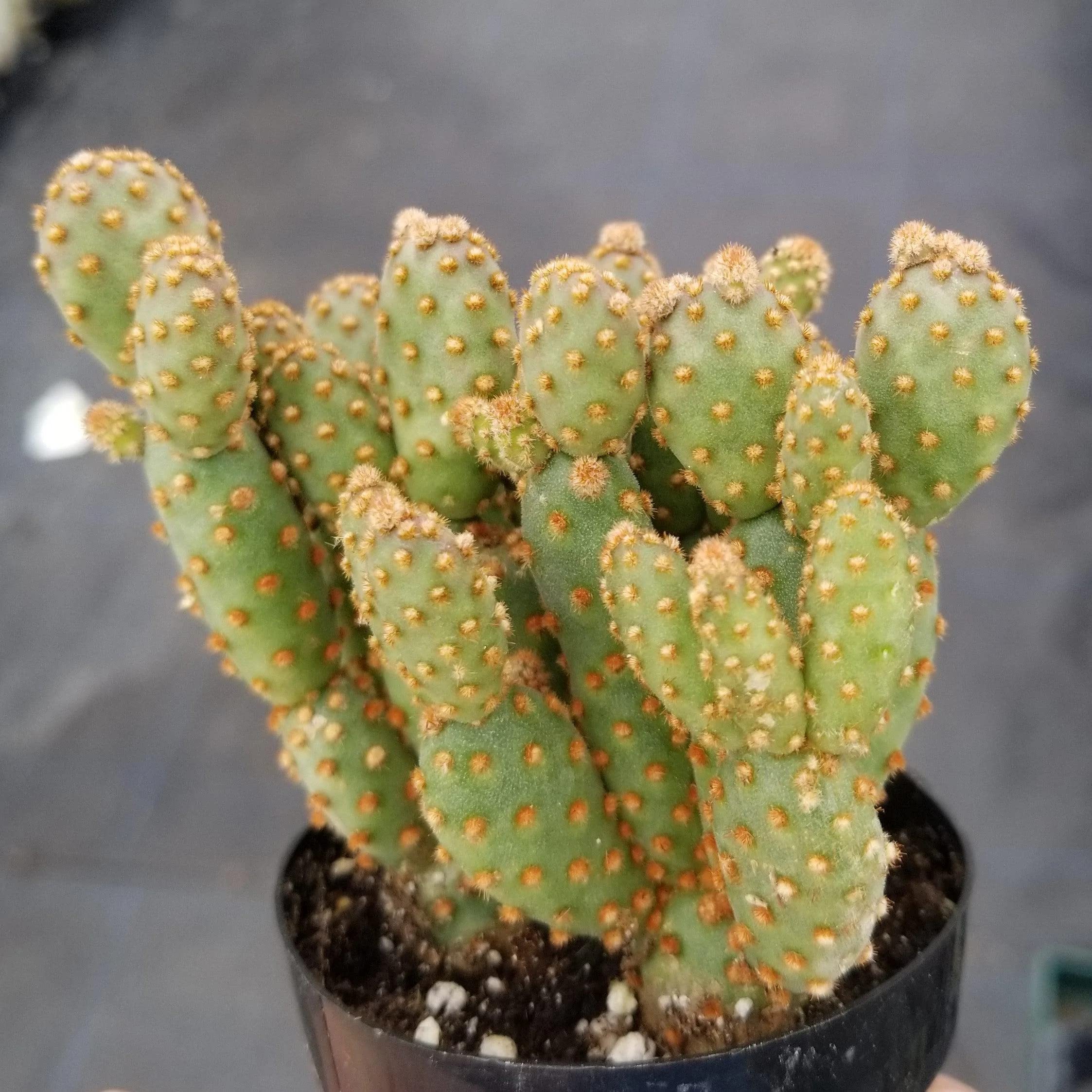 Opuntia Rufida Minima Monstrose Cactus - Rare Live Succulent Plant for Home Decor, Office Desk & Terrarium | Easy Care Indoor Cactus for Beginners