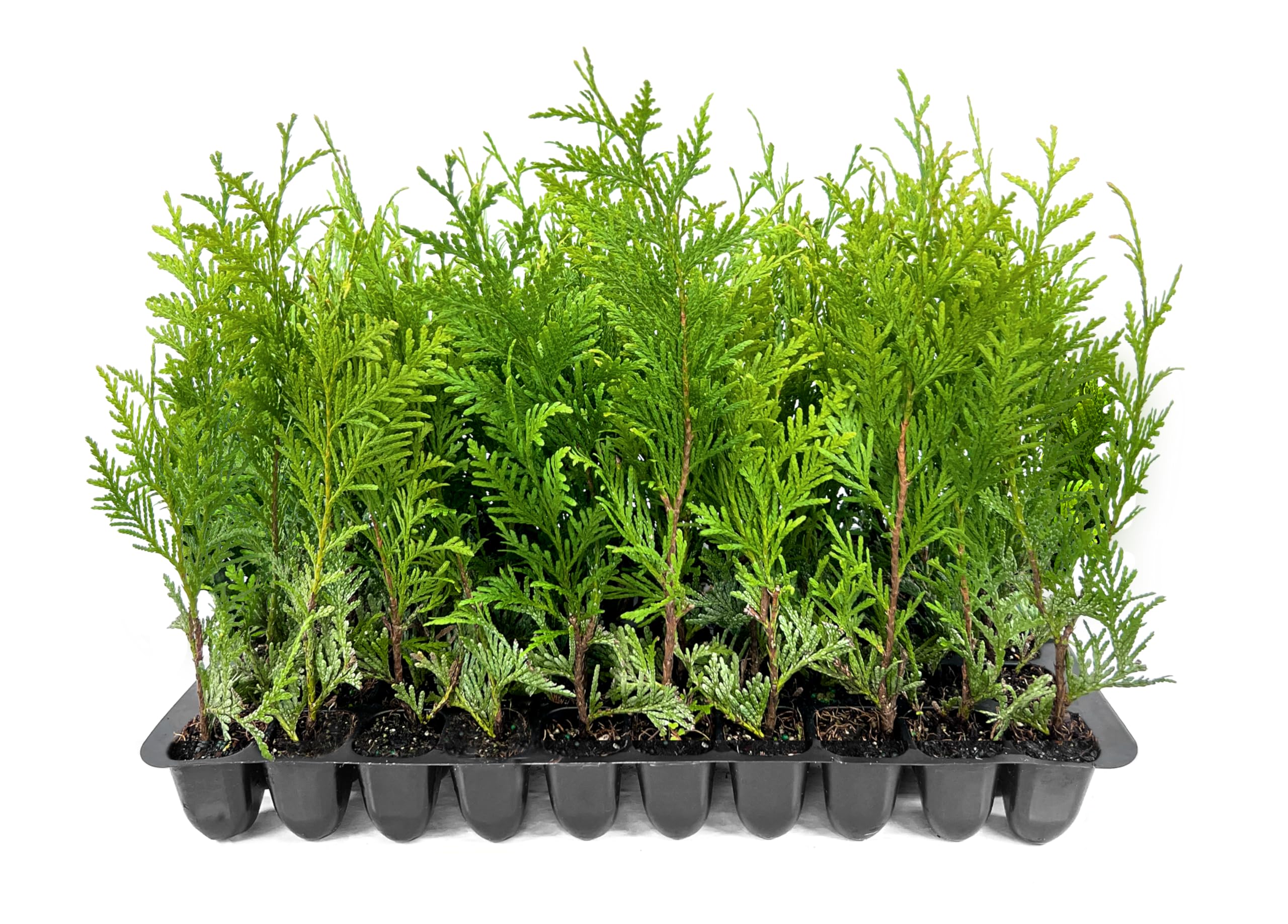 Thuja Green Giant Arborvitae Trees (3-Pack) - 2