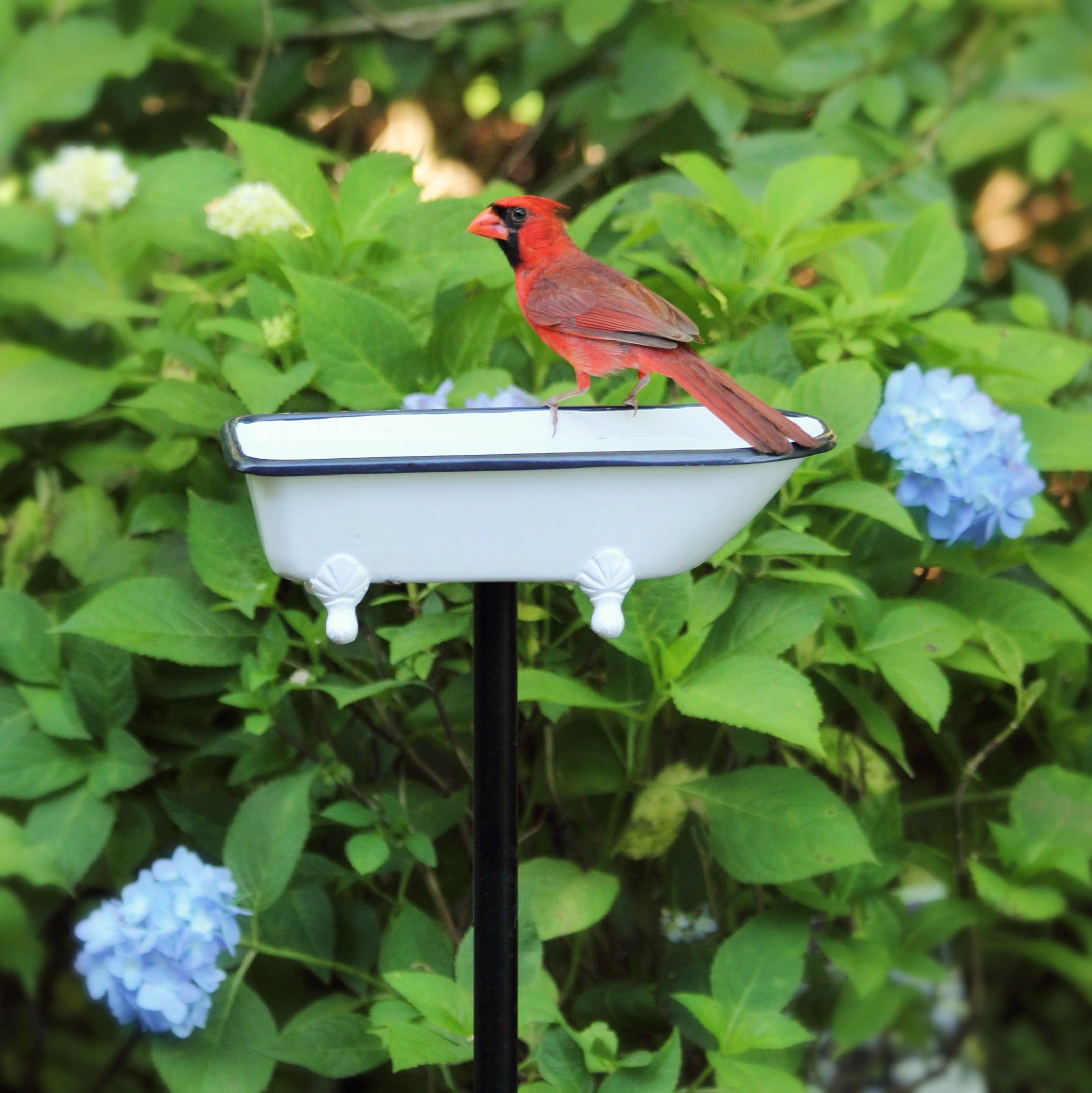 Splish Splash Brass Birdbath for Garden Decor - Elegant Outdoor Bird Bath for Attracting Birds to Your Backyard or Patio