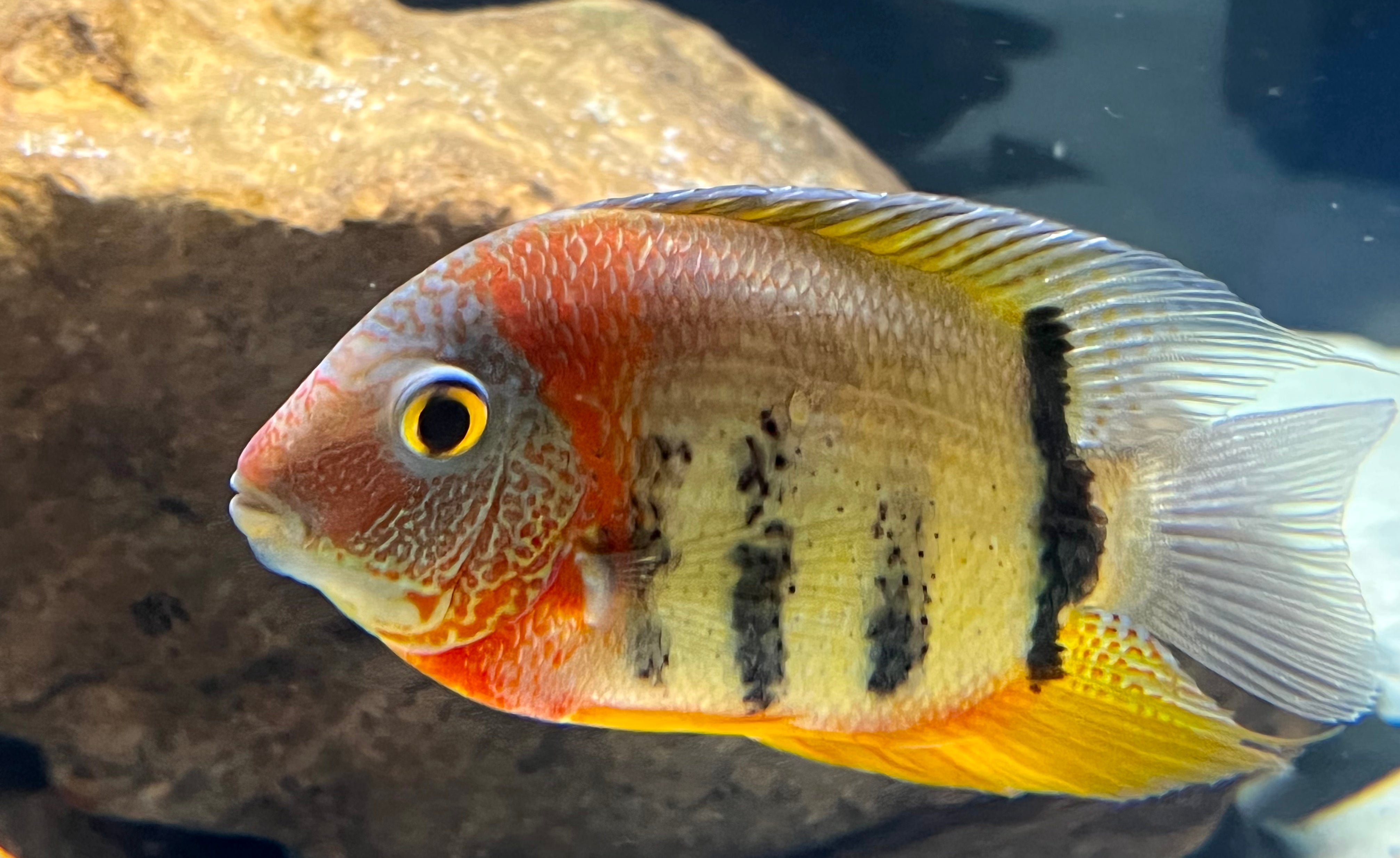 Premium Red Shoulder Rotkeil Severum Cichlid - Vibrant Tropical Fish for Aquariums & Fish Tanks - Perfect for Home Aquascaping & Community Tanks