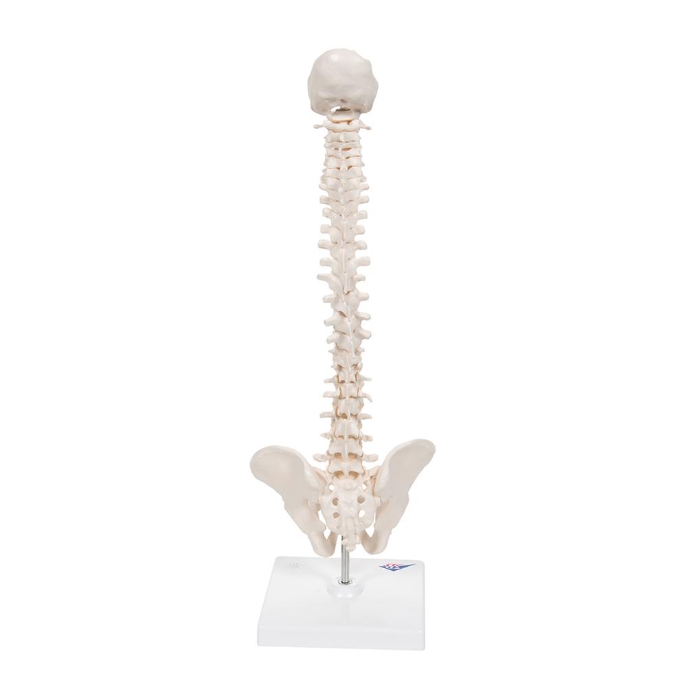 Flexible Mini Spinal Column Model on Base - Anatomical Spine Display for Medical Education & Chiropractic Training - Perfect for Classrooms, Offices & Therapy Clinics