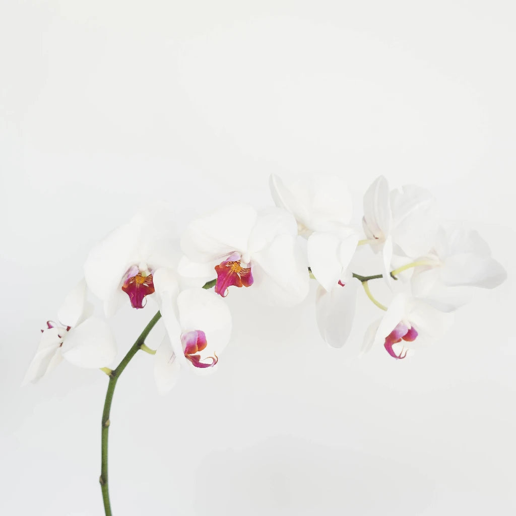 Blush Princess Phalaenopsis Orchid - Elegant Pink Orchid Plant for Home Decor, Wedding Centerpieces & Office Beautification