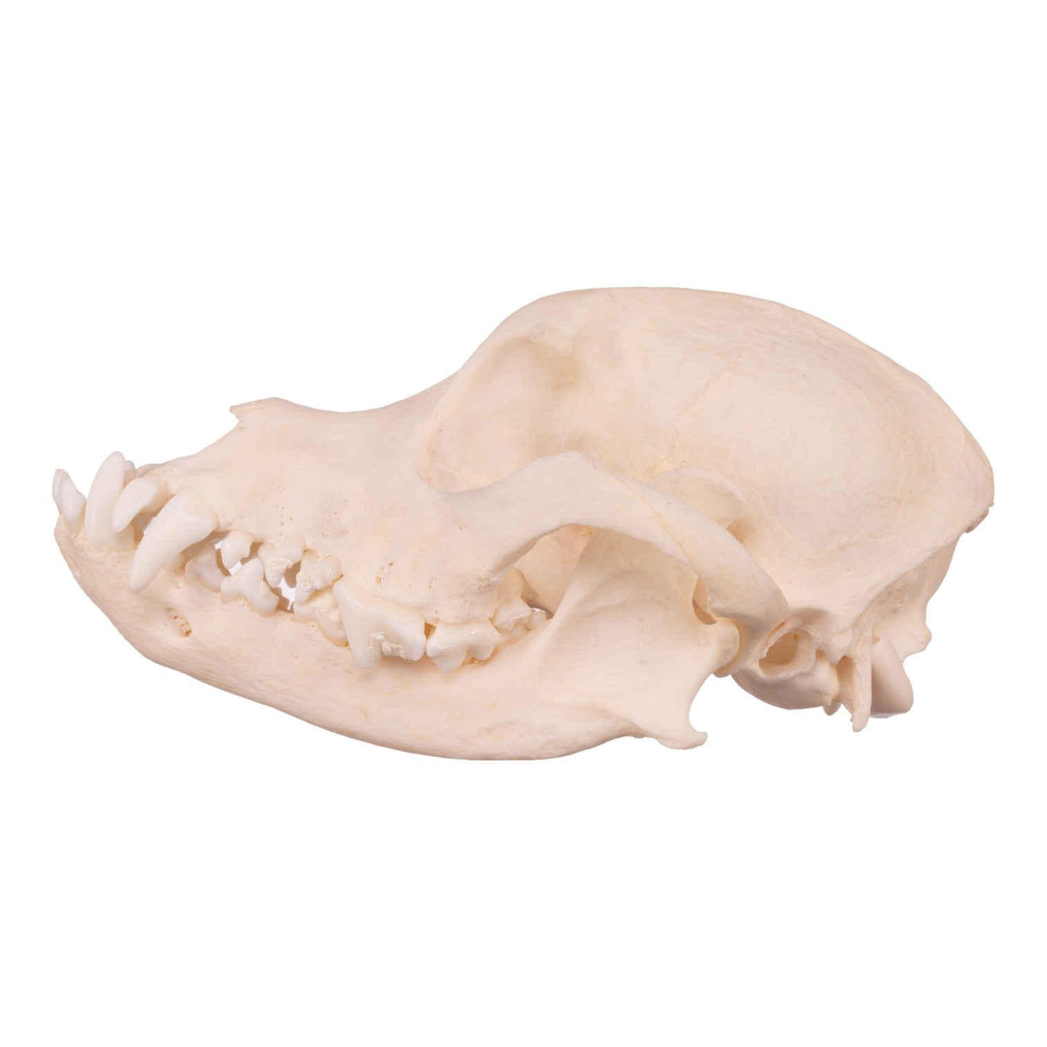 Authentic Domestic Dog Skull with Underbite - Perfect for Veterinary Studies, Taxidermy & Halloween Decor